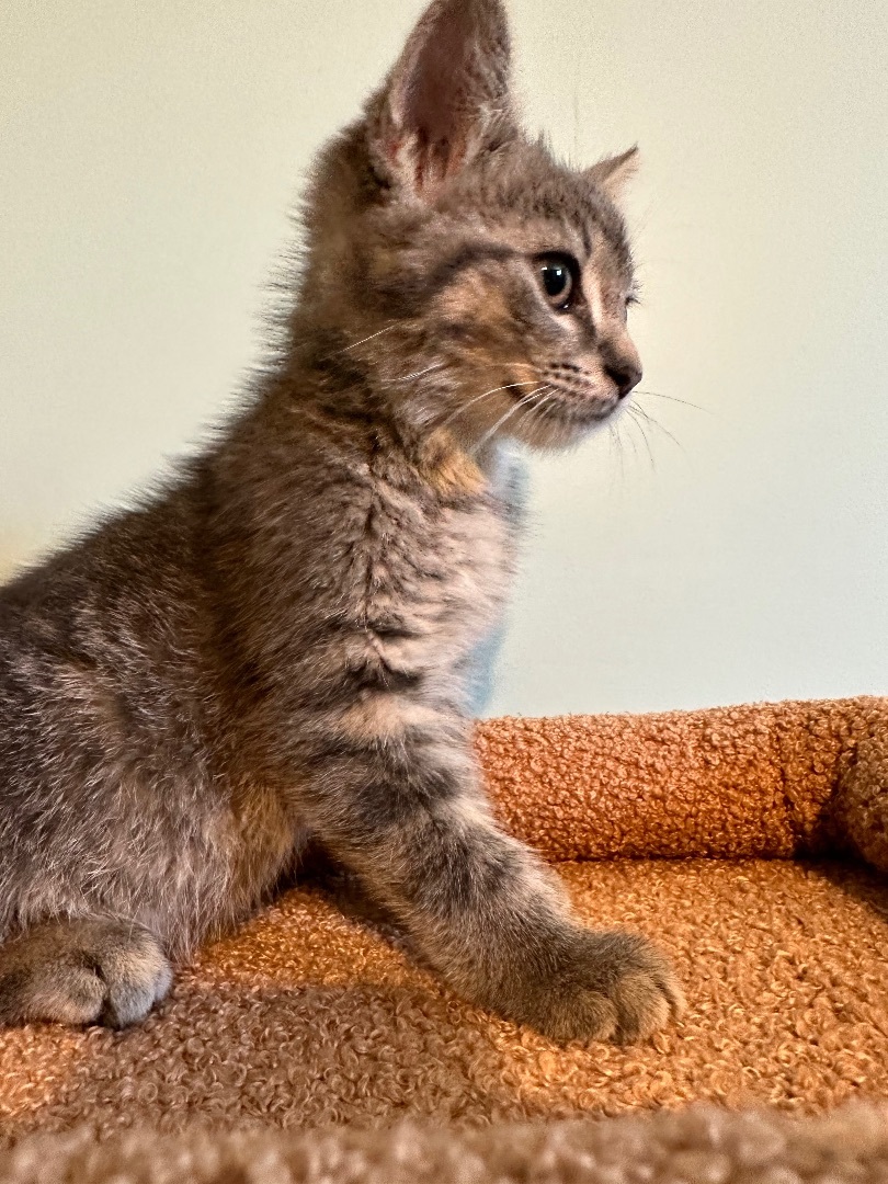 Enlarge Lionel, a Adopted Domestic Short Hair in Bethel, OH image 2/5