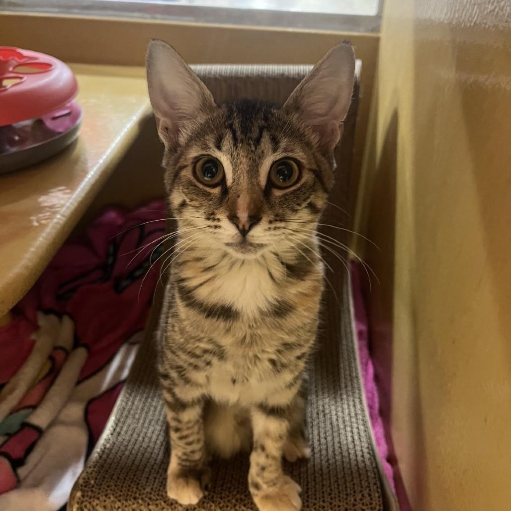 Enlarge SWEETARTS, a Adoptable mixed breed in Kyle, TX image 1/3