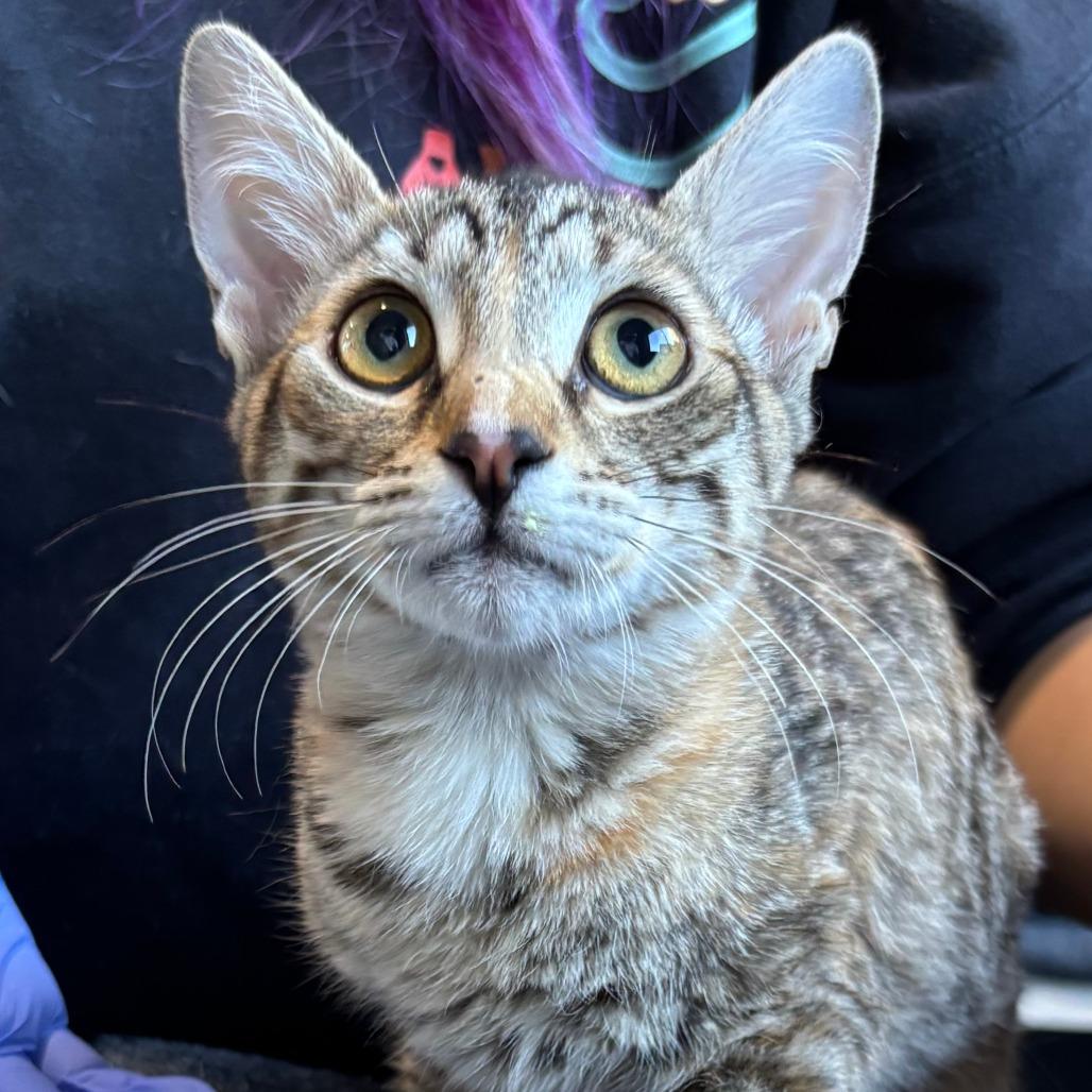 Enlarge SWEETARTS, a Adoptable mixed breed in Kyle, TX image 2/3