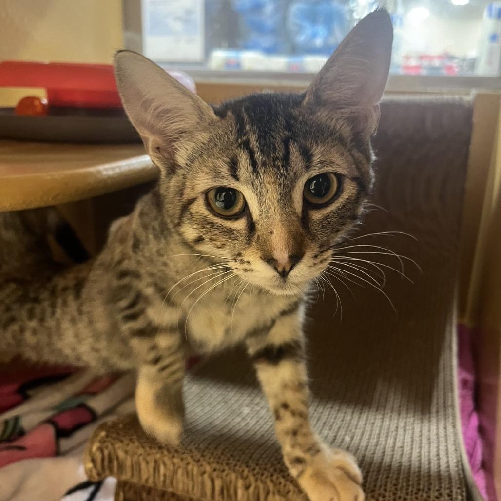 Enlarge SWEETARTS, a Adoptable mixed breed in Kyle, TX image 3/3