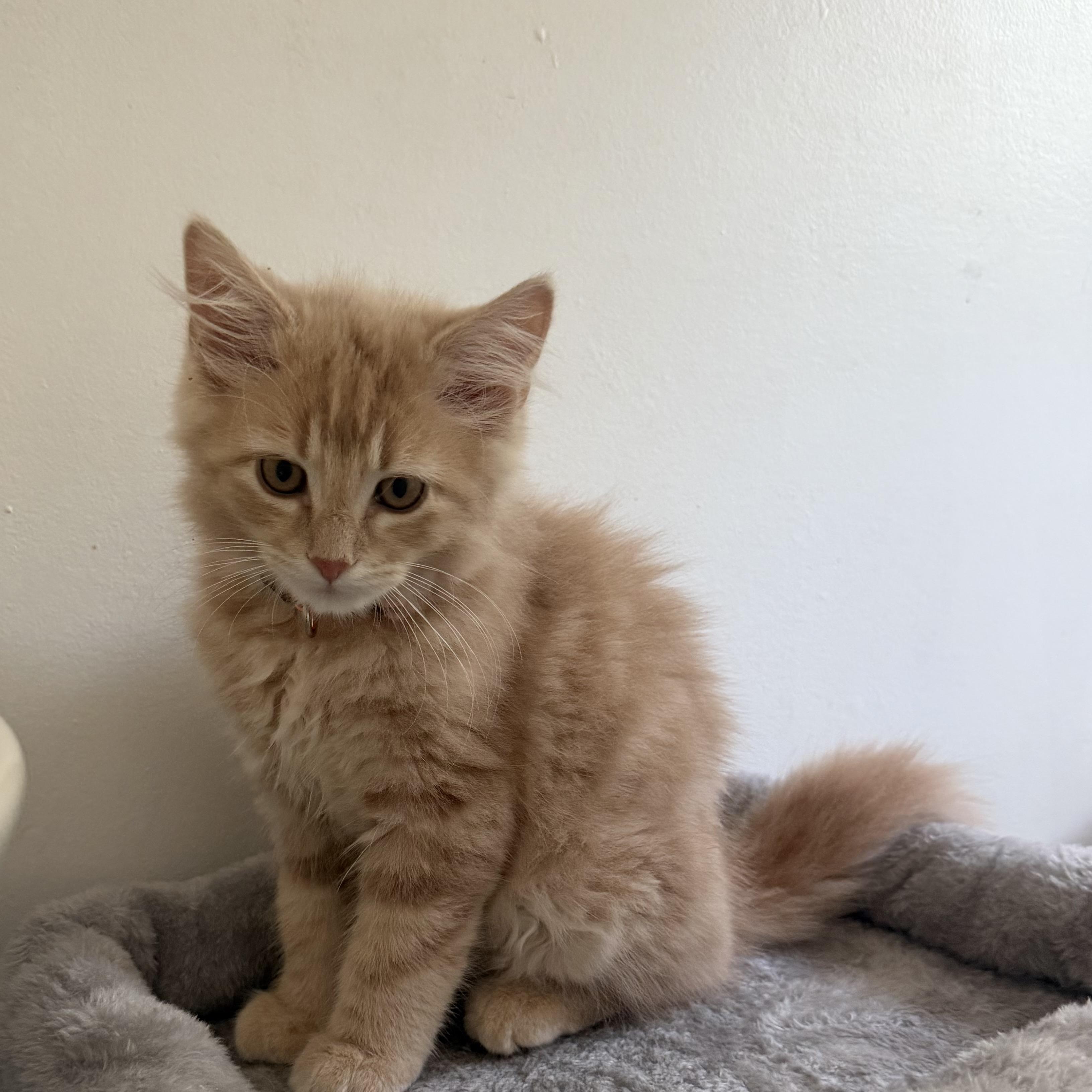 Enlarge Butterscotch, a Adopted Tabby in Kenhorst, PA image 1/3