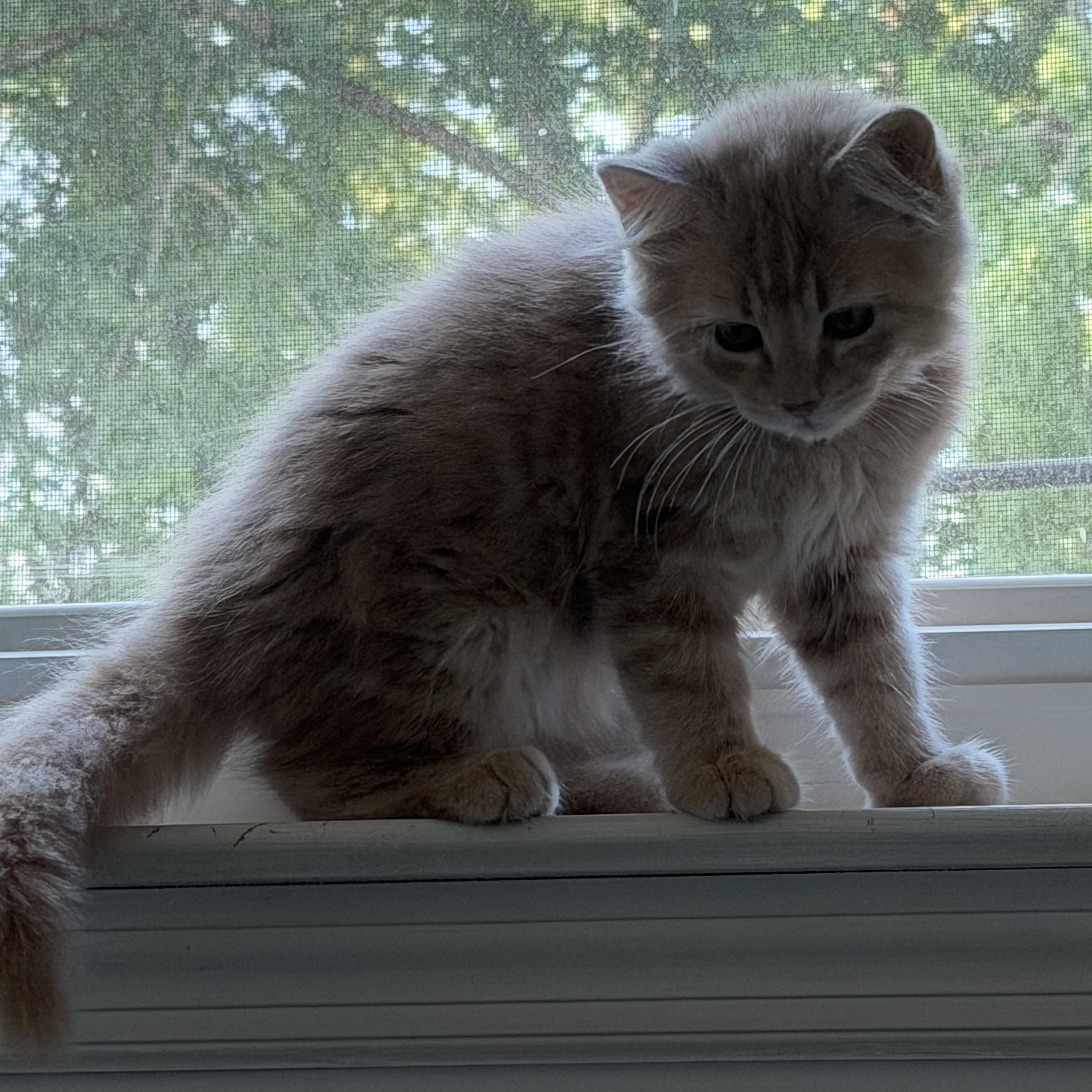 Enlarge Butterscotch, a Adopted Tabby in Kenhorst, PA image 3/3
