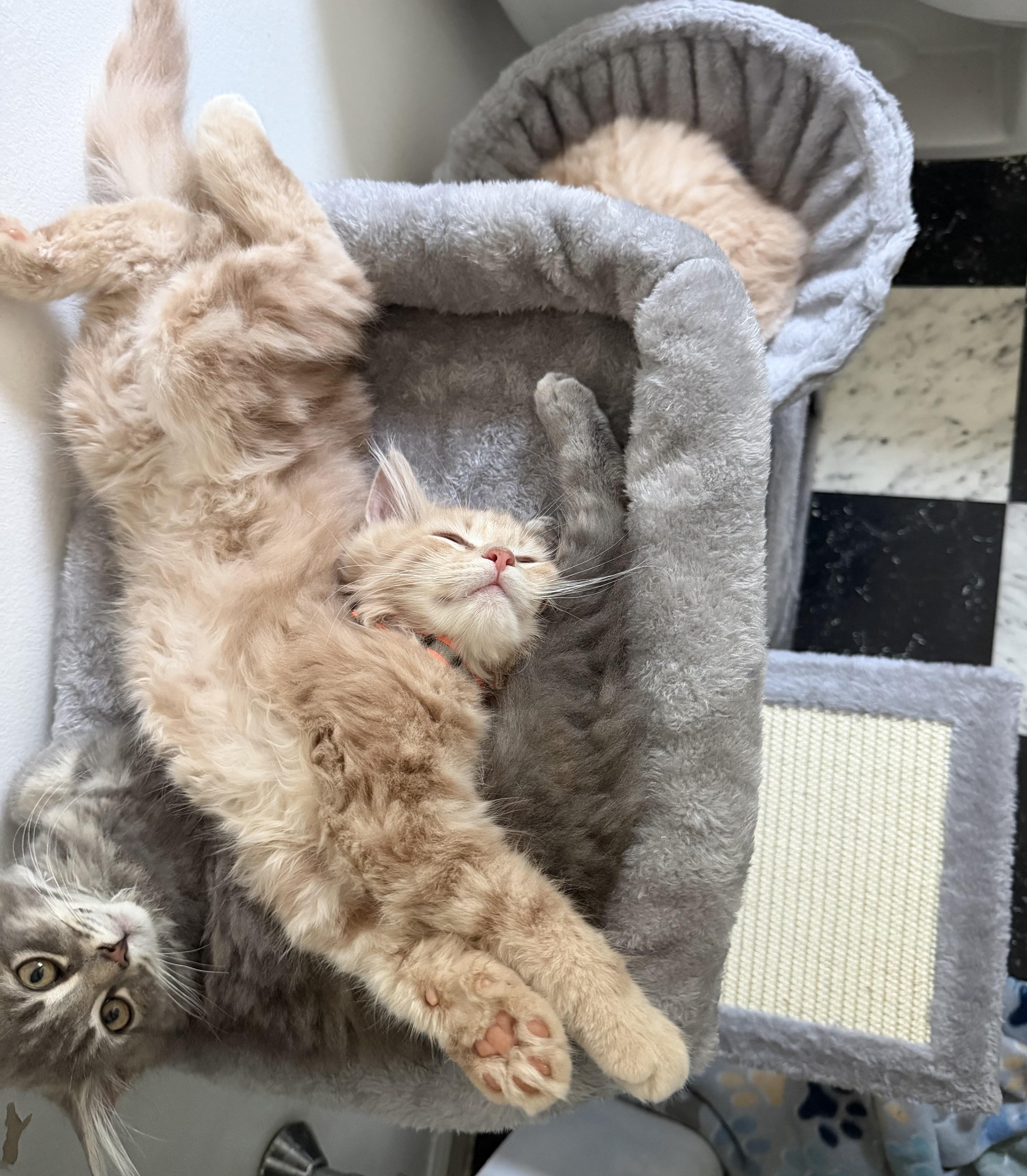 Enlarge Butterscotch, a Adopted Tabby in Kenhorst, PA image 2/3