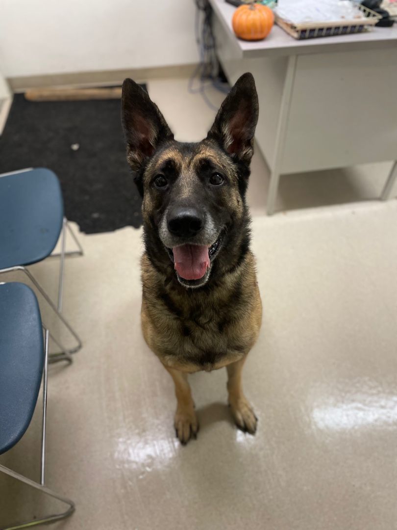 Timber, a Adopted mixed breed in Shelton, WA image 1/4