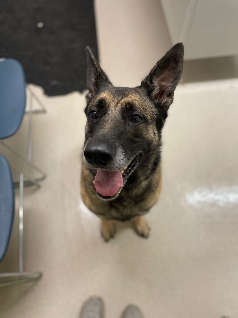 Timber, a Adopted mixed breed in Shelton, WA image 3/4