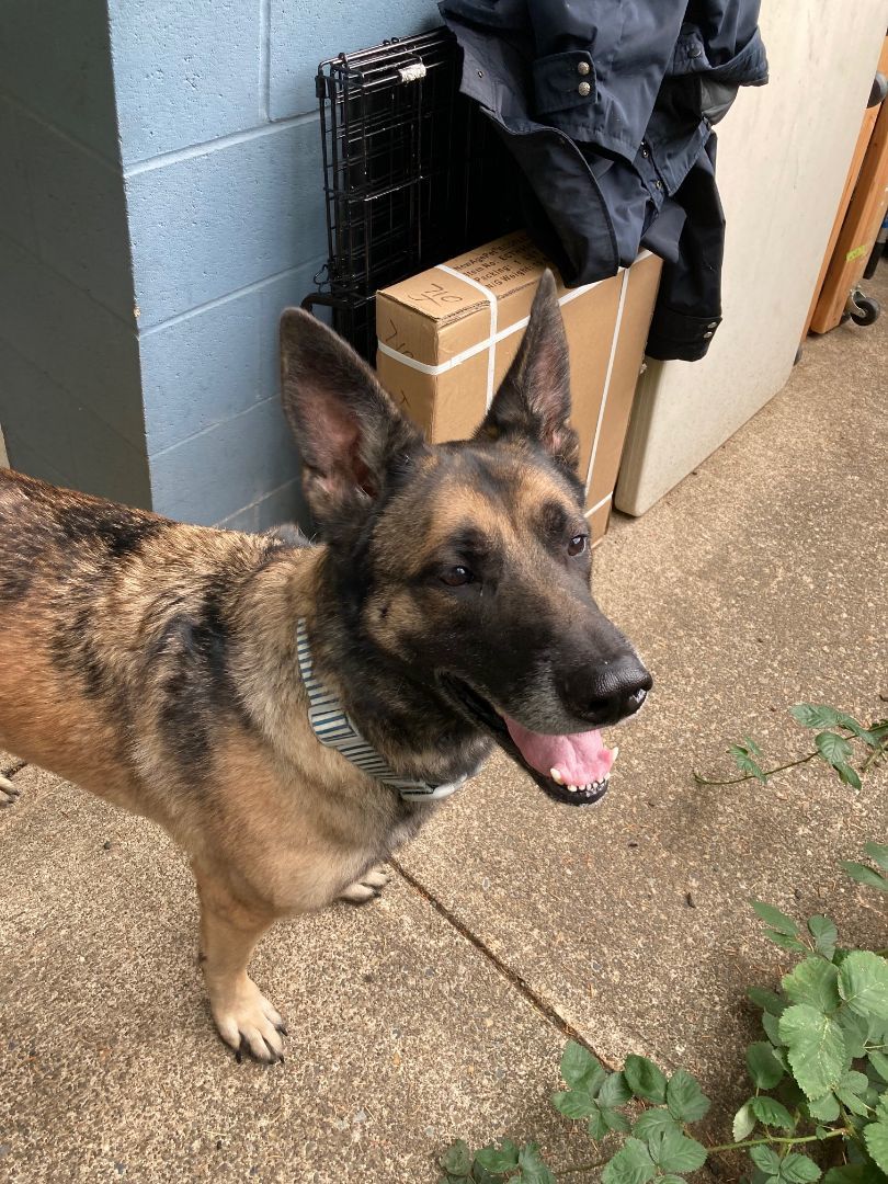 Timber, a Adopted mixed breed in Shelton, WA image 4/4