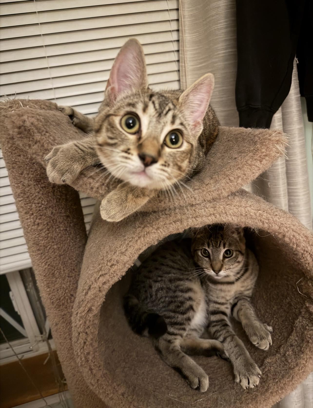 Pip & Rosie, an adoptable Domestic Short Hair in Manchester, NH image 1/6