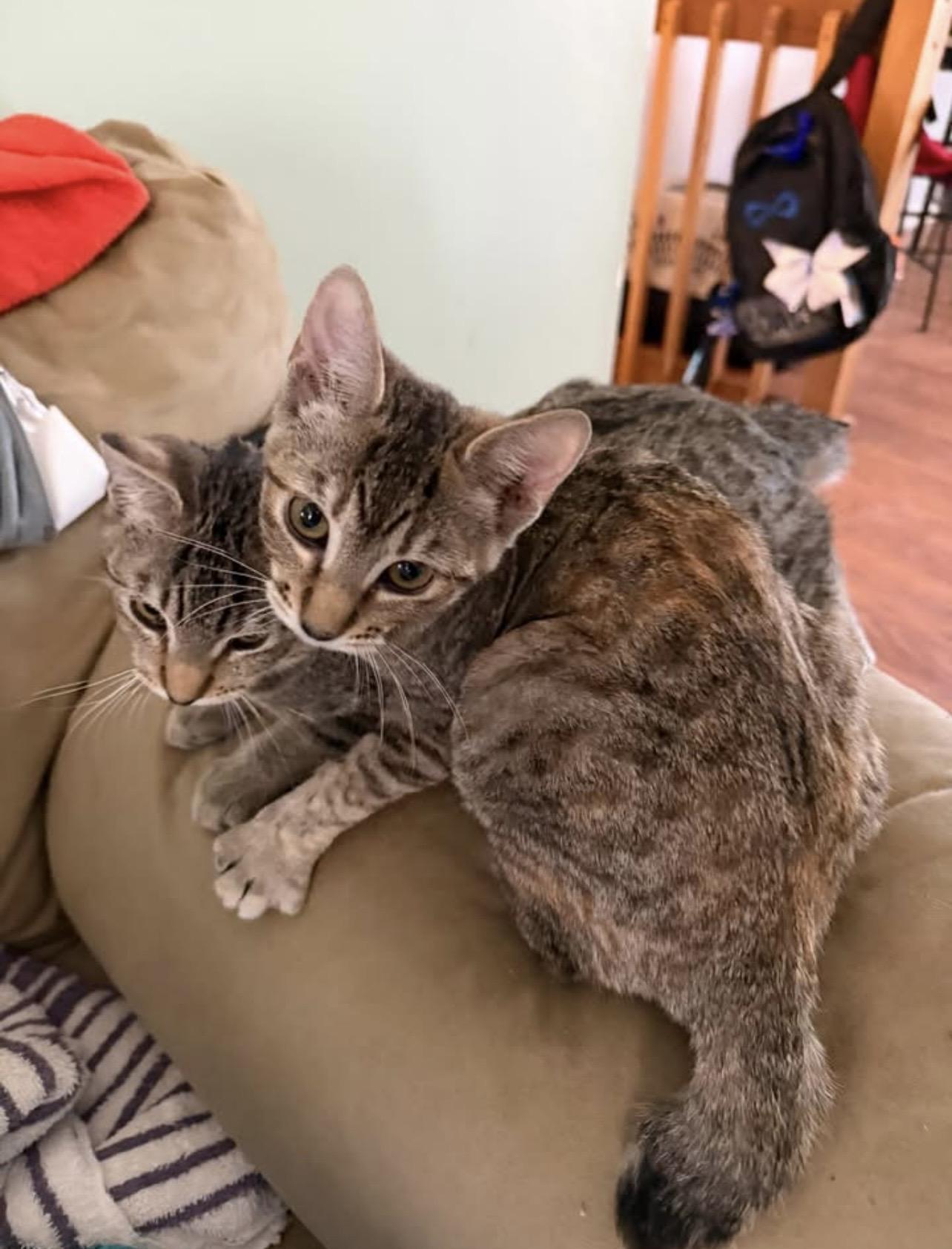 Enlarge Pip & Rosie, a ADOPTABLE Domestic Short Hair in Manchester, NH image 3/5
