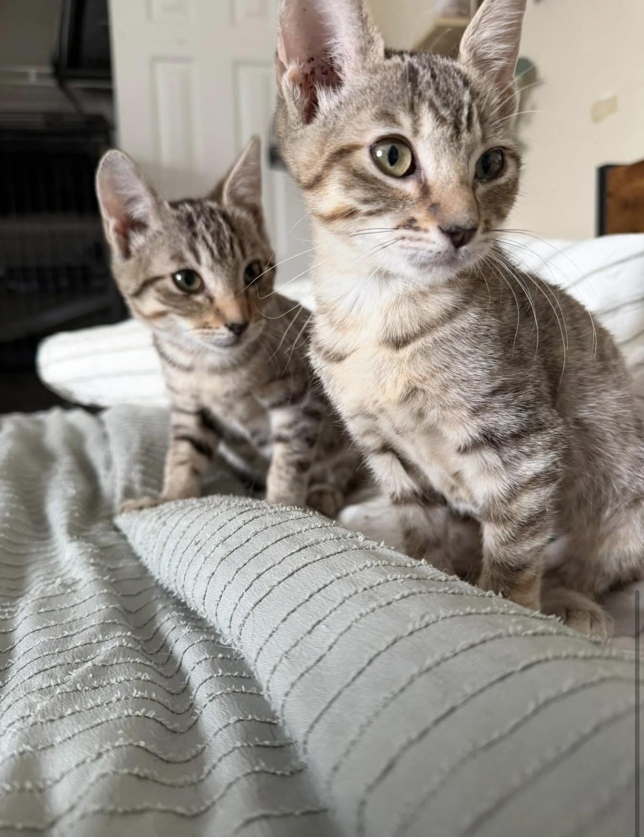 Enlarge Pip & Rosie, a ADOPTABLE Domestic Short Hair in Manchester, NH image 1/5