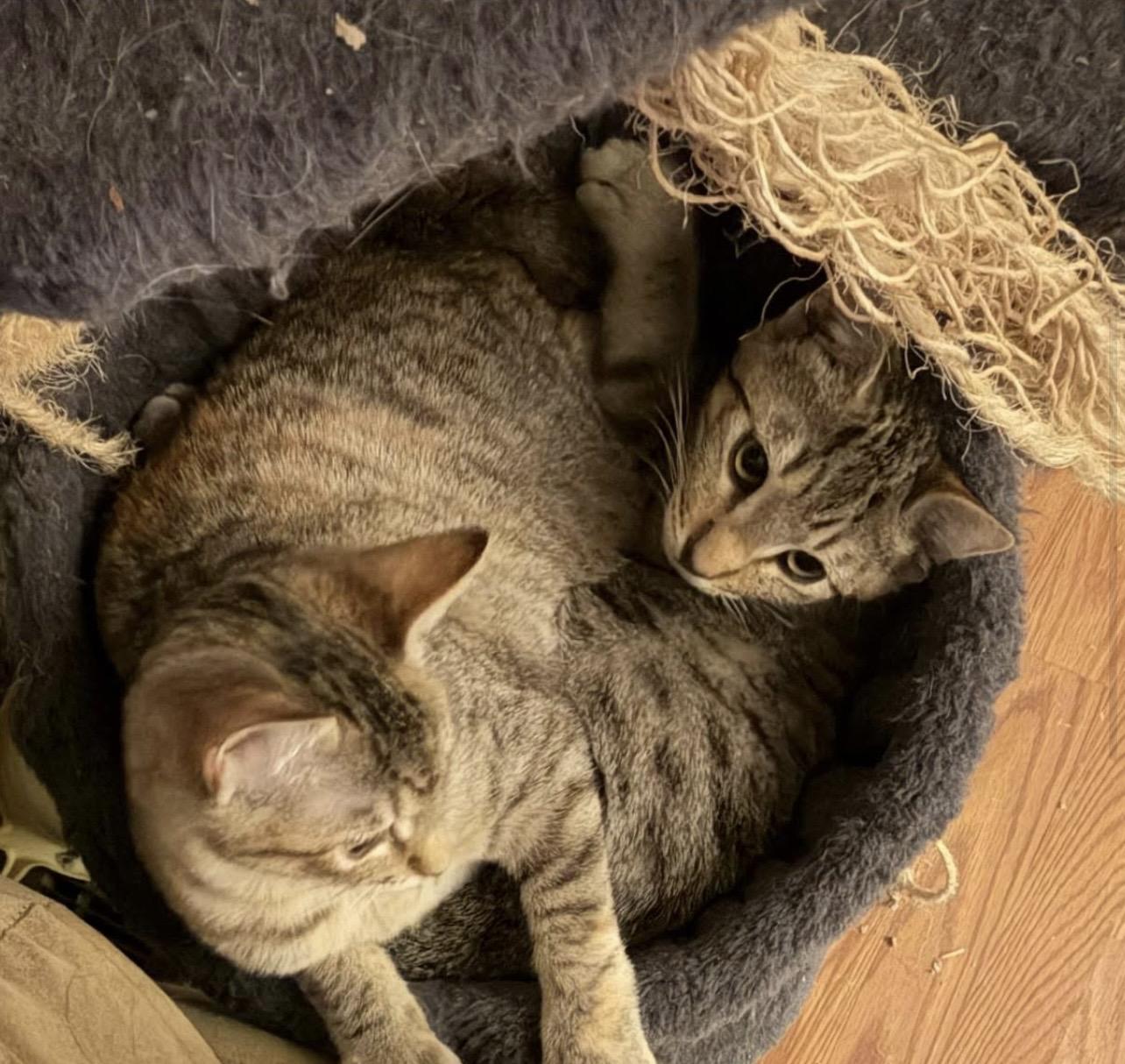 Enlarge Pip & Rosie, a ADOPTABLE Domestic Short Hair in Manchester, NH image 2/5