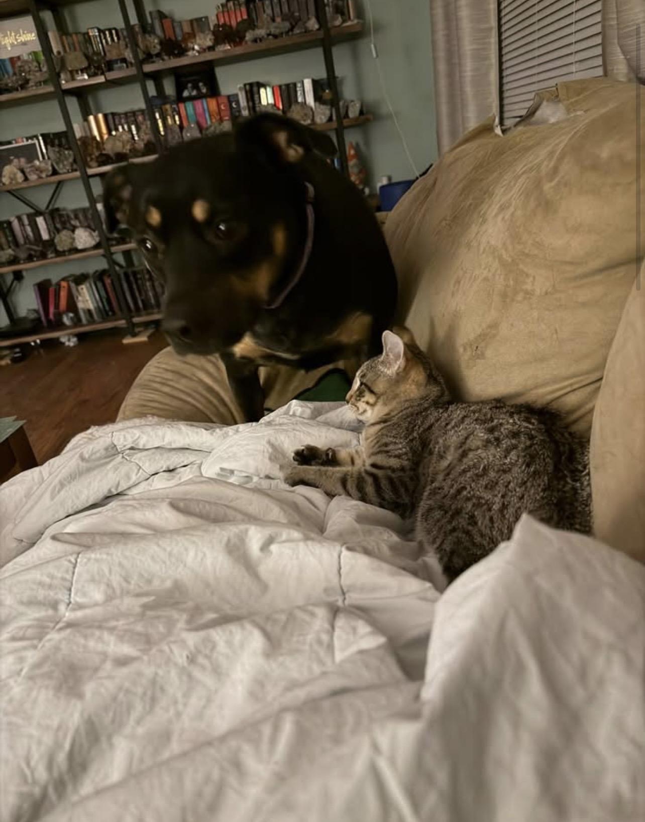 Enlarge Pip & Rosie, a ADOPTABLE Domestic Short Hair in Manchester, NH image 5/5