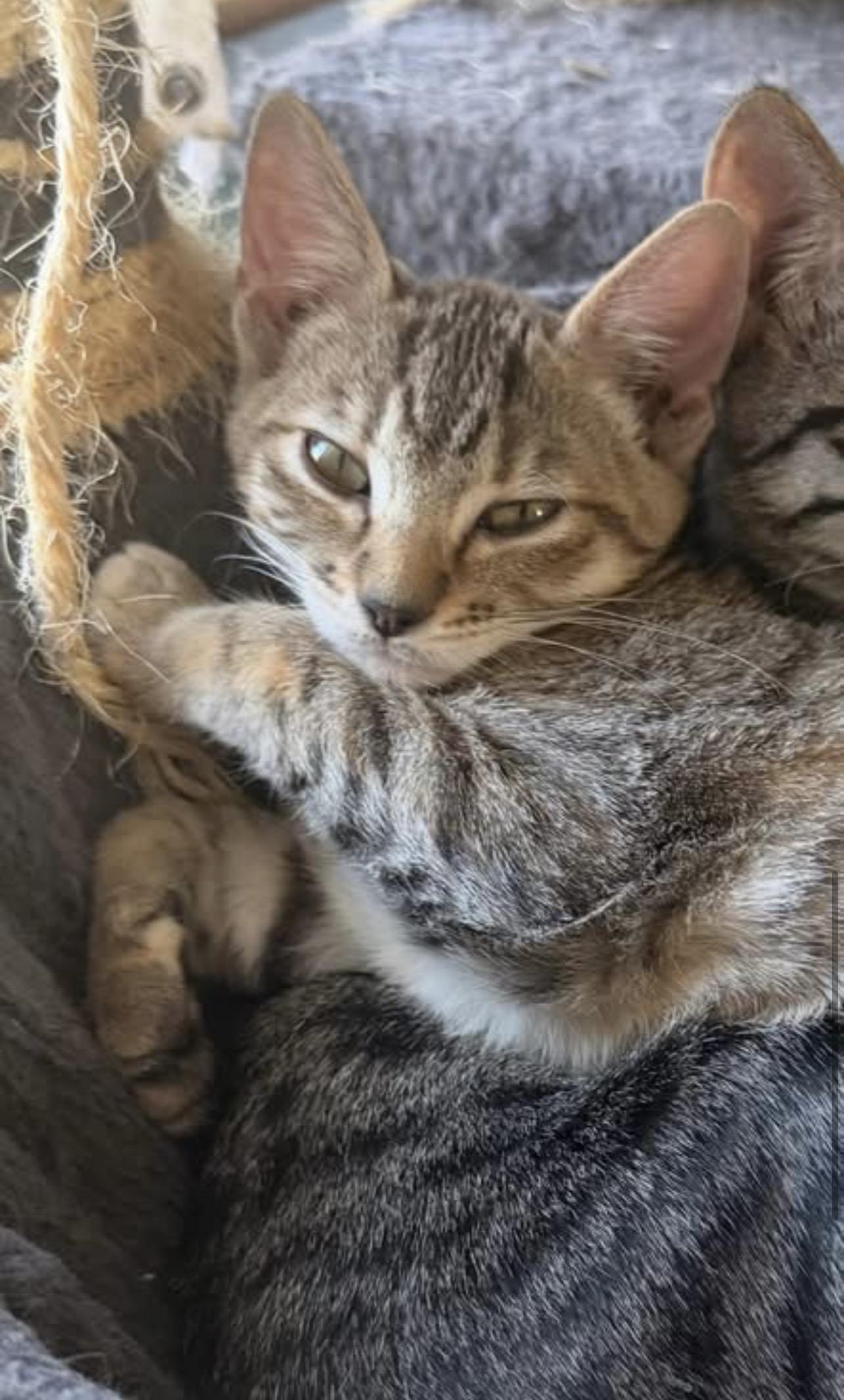 Enlarge Pip & Rosie, a ADOPTABLE Domestic Short Hair in Manchester, NH image 4/5