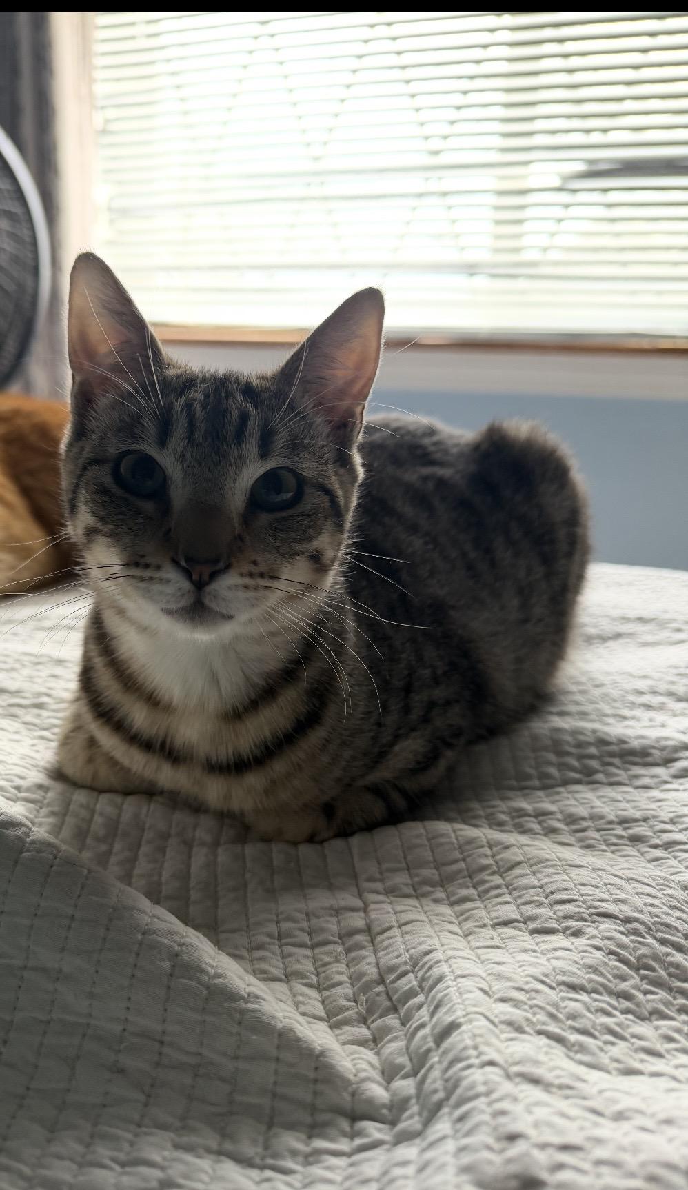 Pip & Rosie, an adoptable Domestic Short Hair in Manchester, NH image 6/6