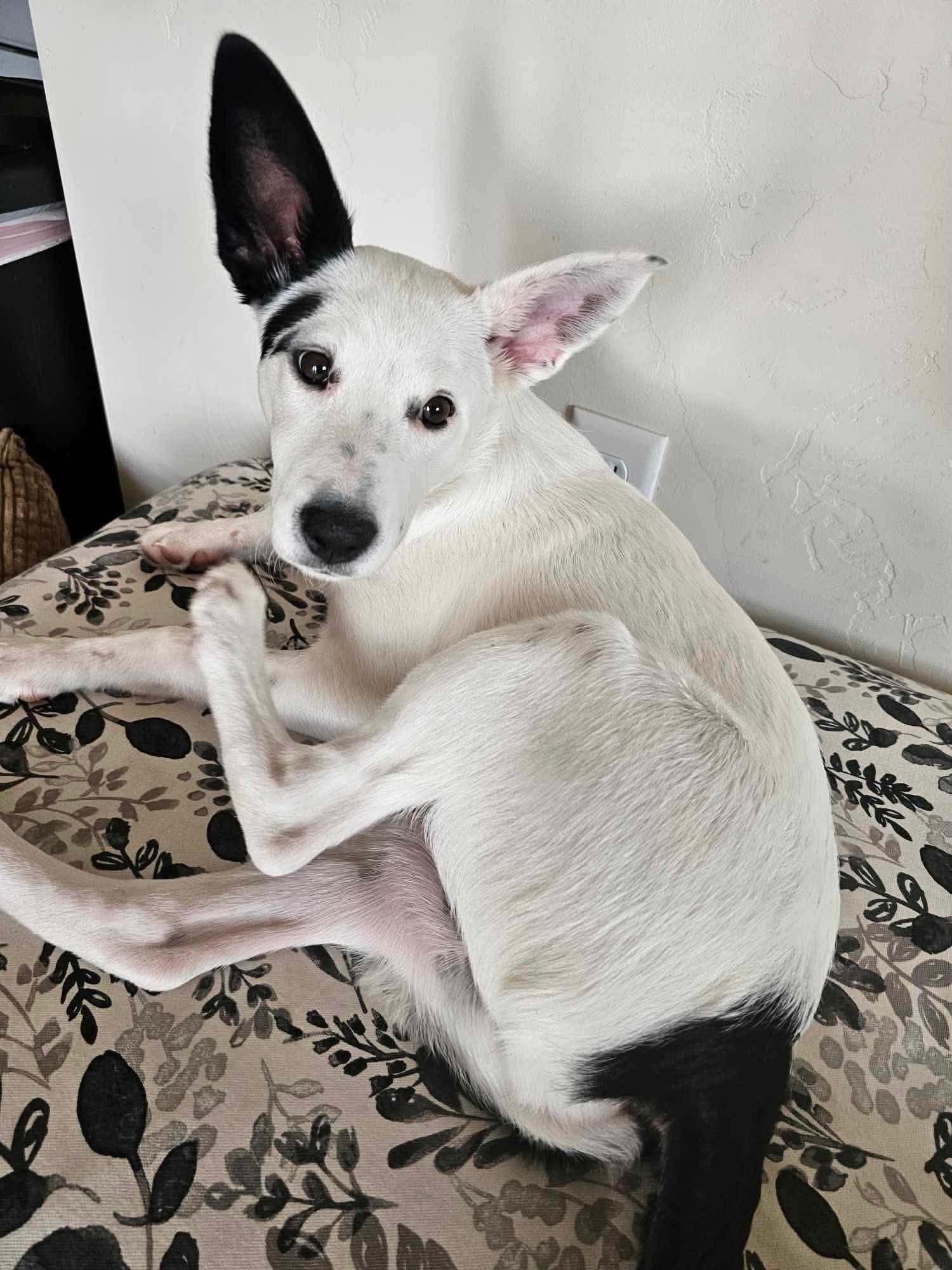 Zoey, ADOPTABLE, Puppy Female Australian Cattle Dog / Blue Heeler.