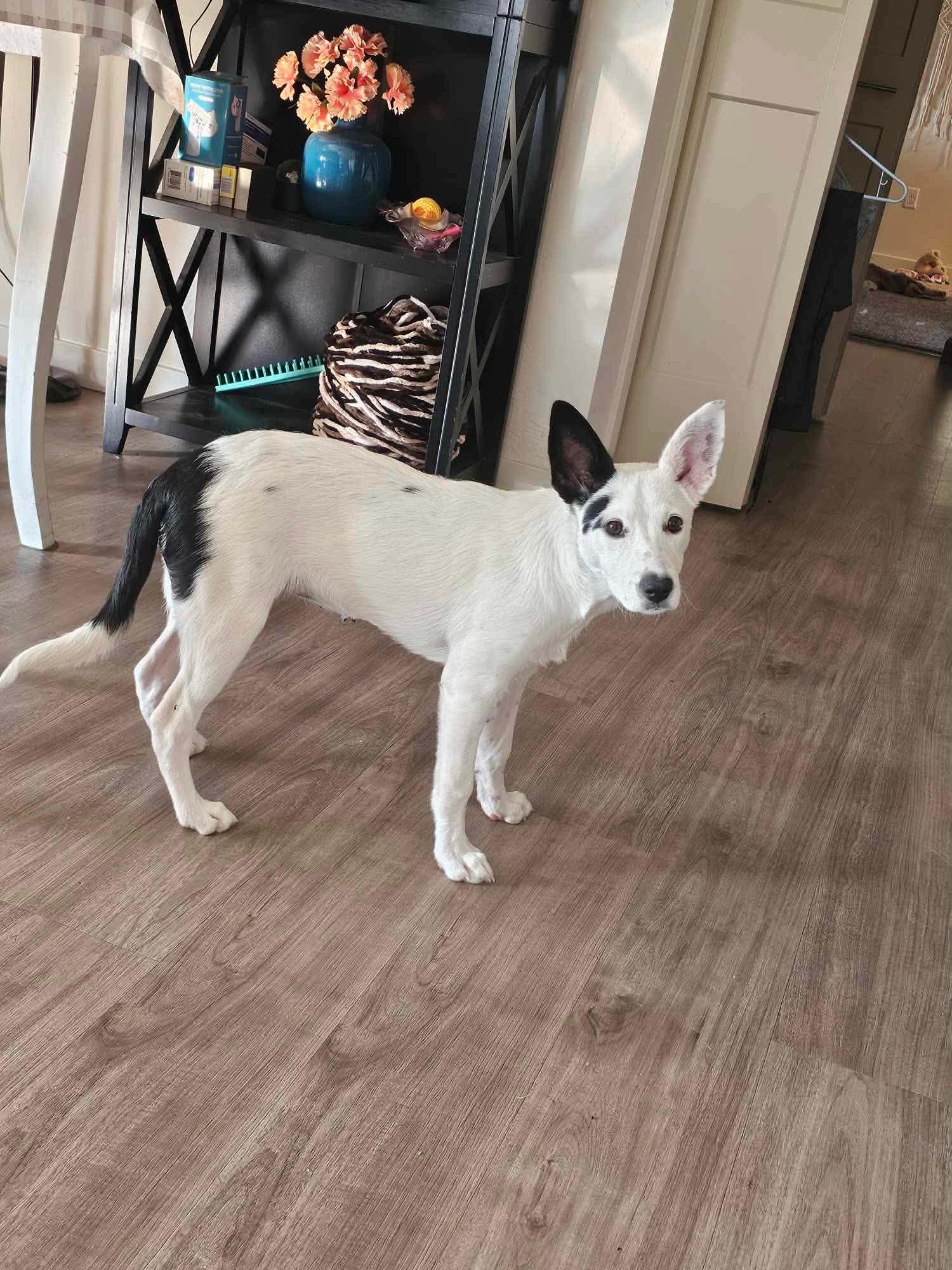 Enlarge Zoey, a ADOPTABLE mixed breed in Bend, OR image 5/6