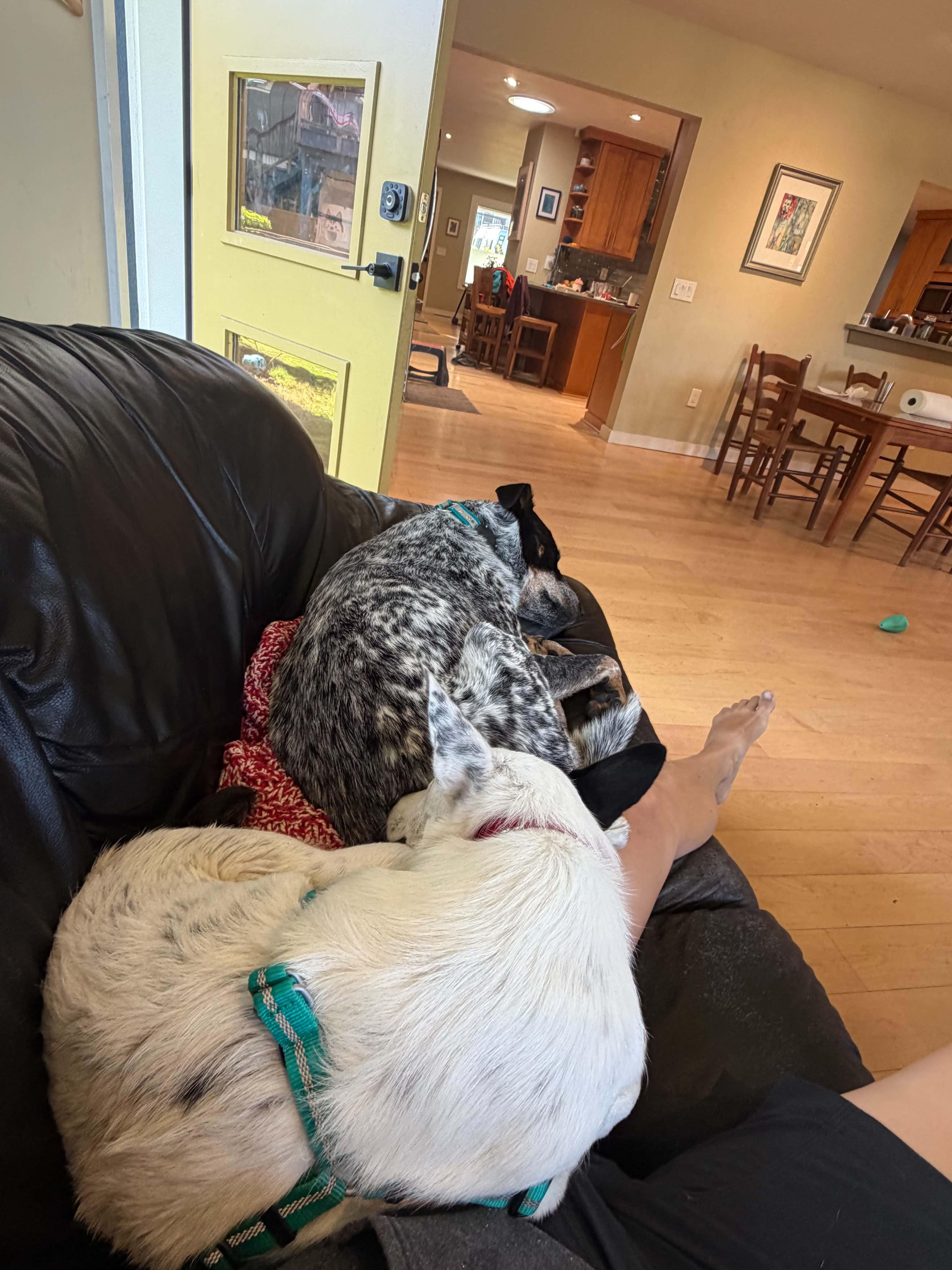 Enlarge Zoey, a ADOPTABLE mixed breed in Bend, OR image 4/6