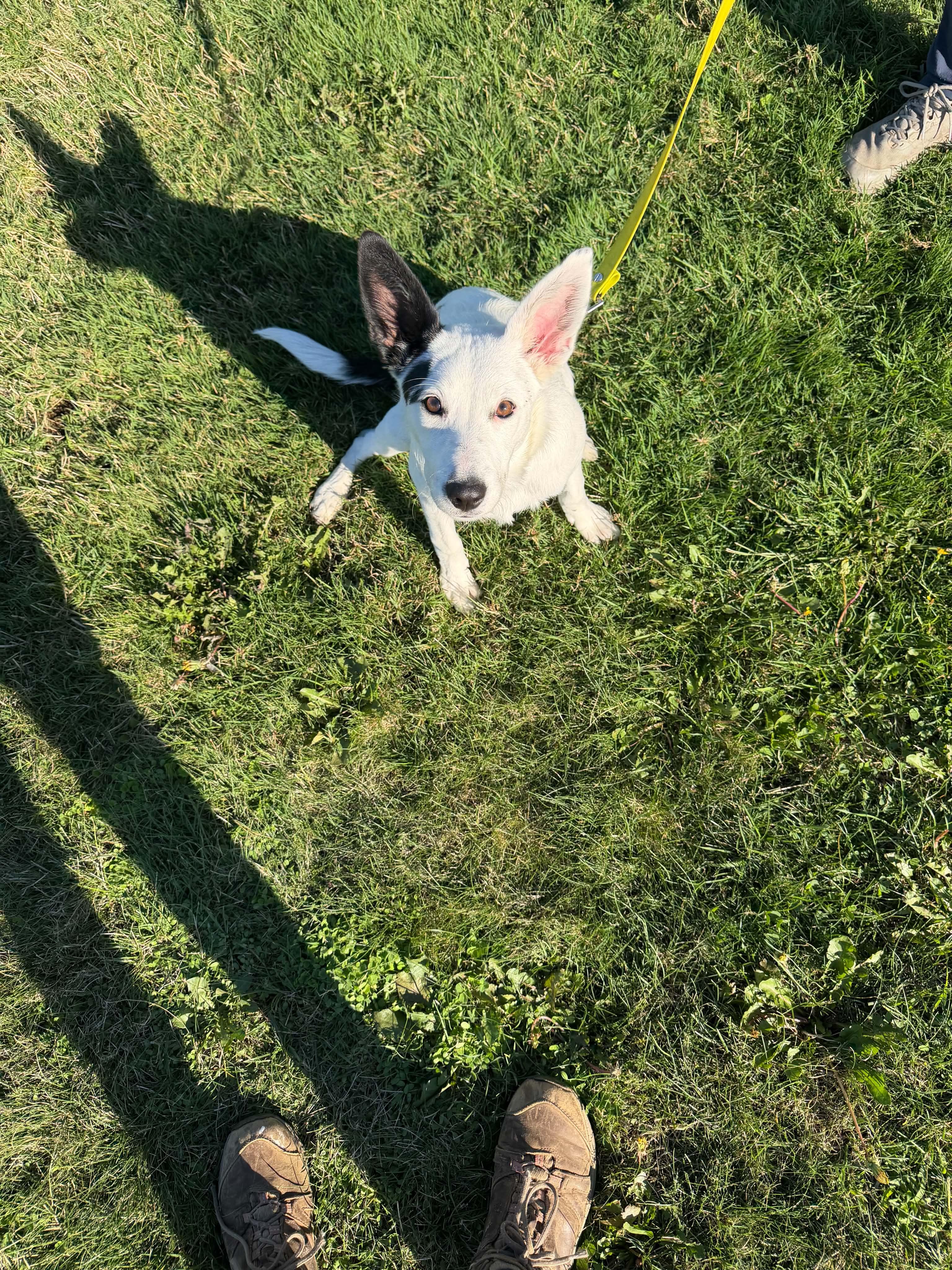 Enlarge Zoey, a ADOPTABLE mixed breed in Bend, OR image 2/6