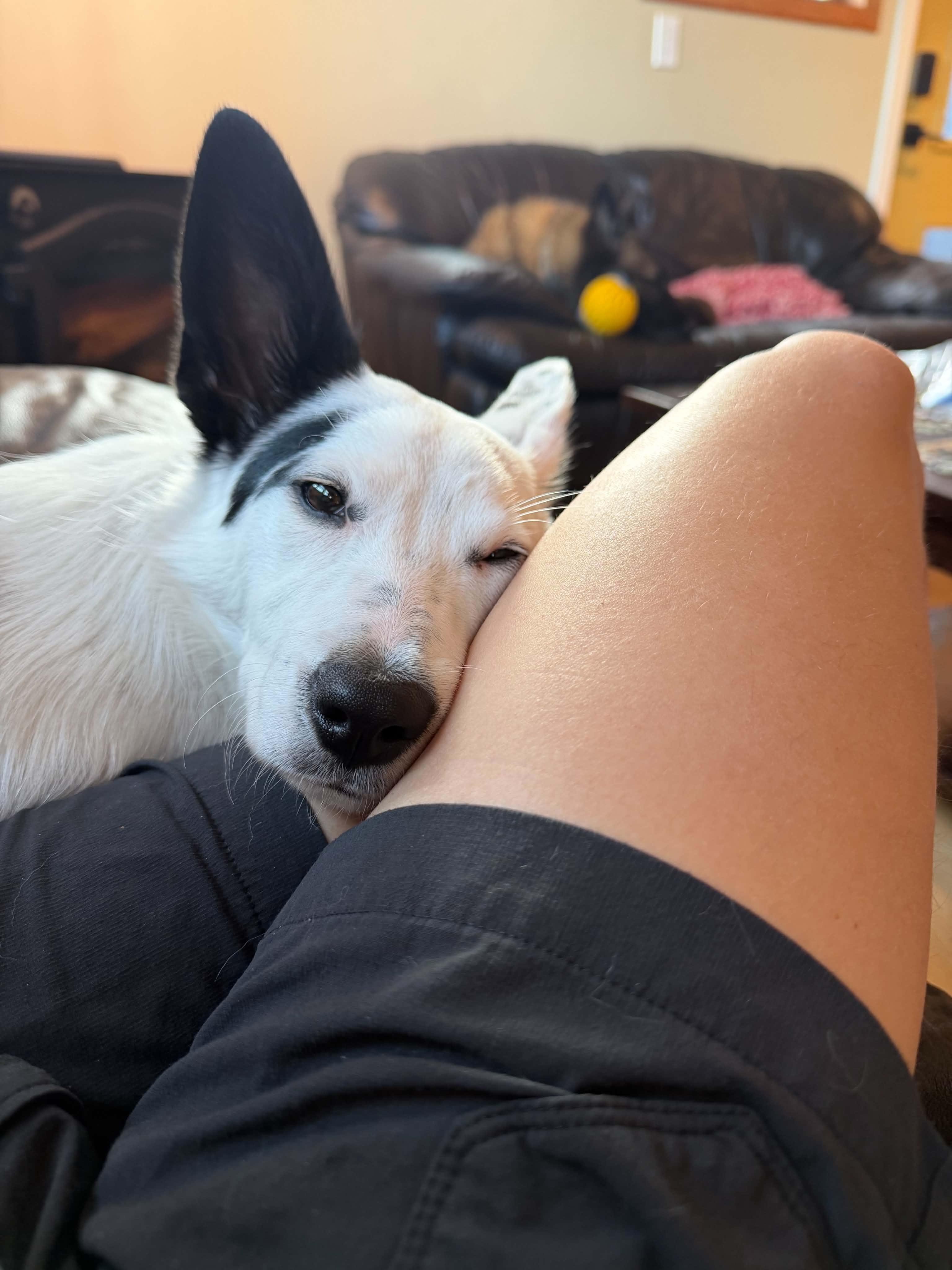 Enlarge Zoey, a ADOPTABLE mixed breed in Bend, OR image 6/6