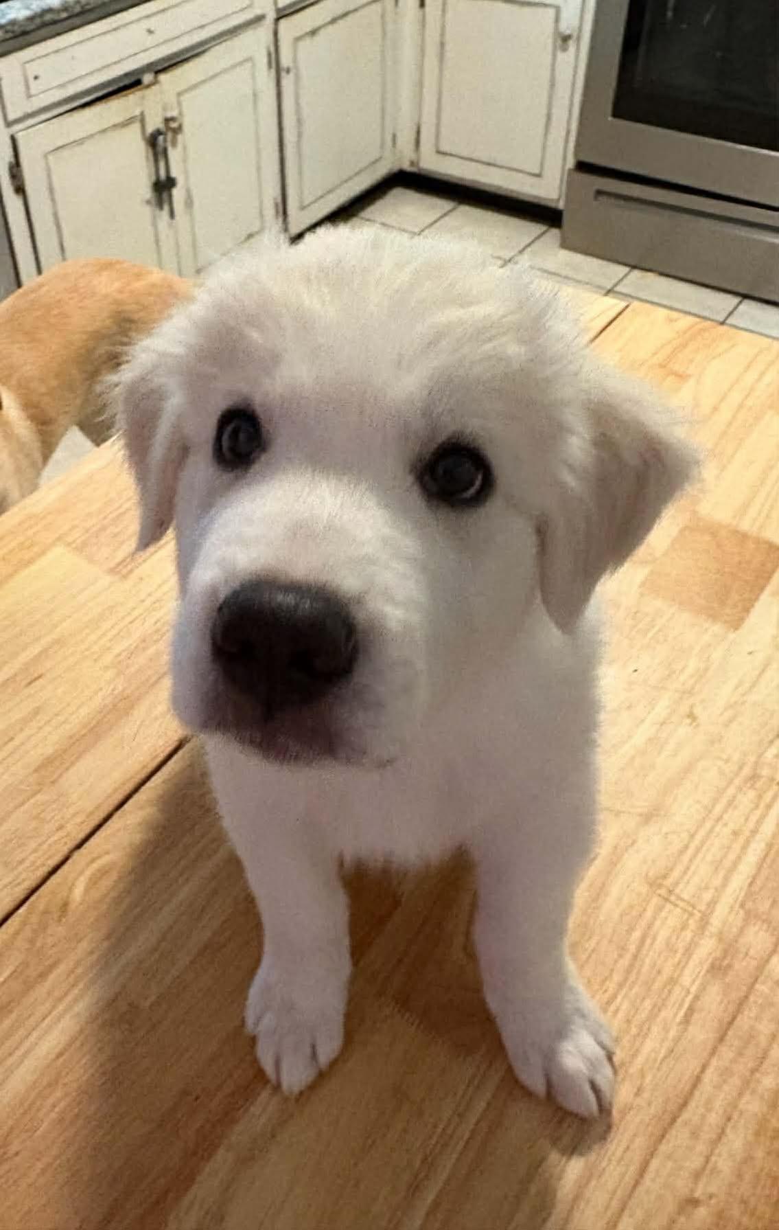 Paddington, adopted, Puppy Male Great Pyrenees & Anatolian Shepherd.