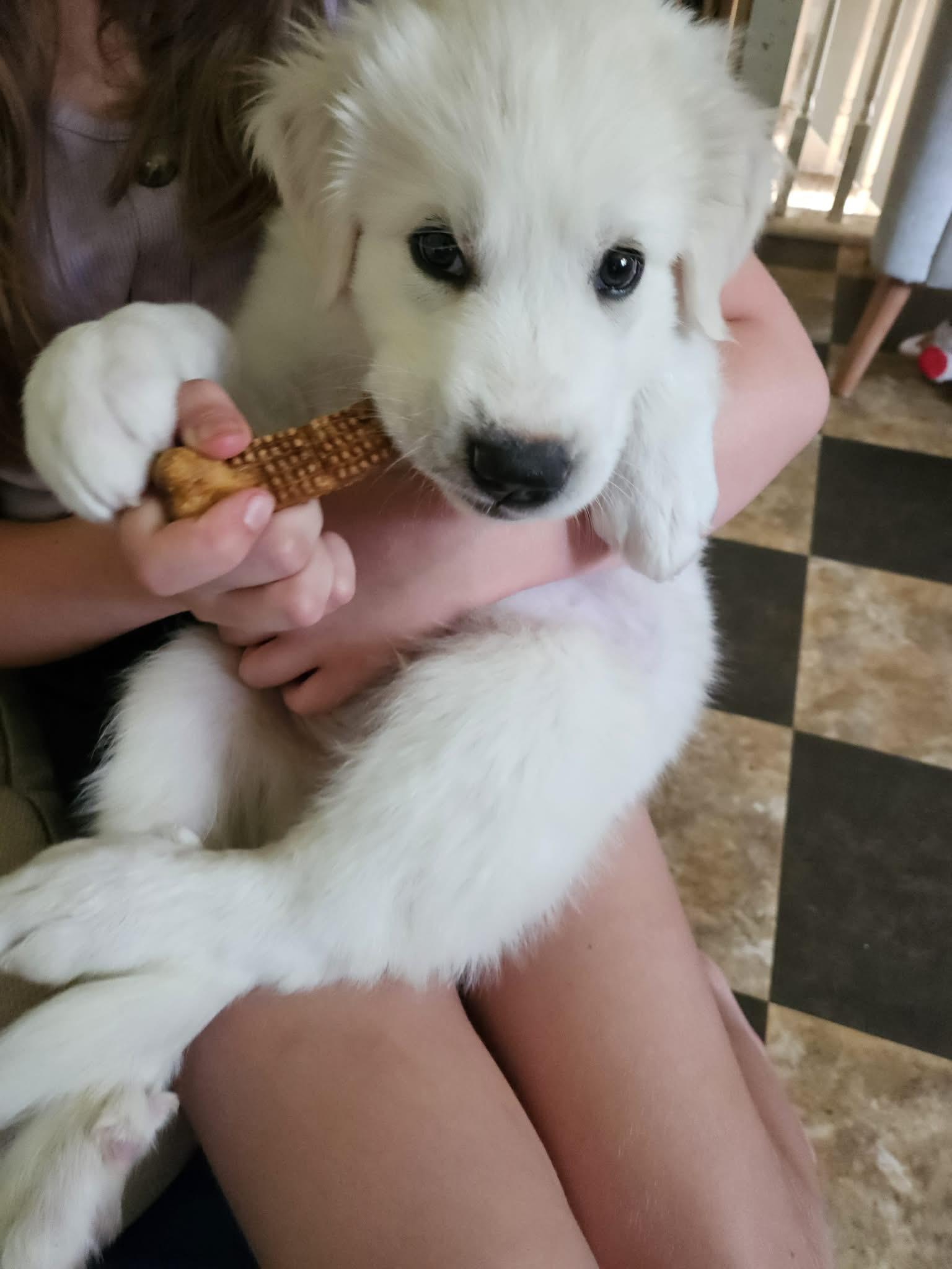 Paddington, an adopted mixed breed in Wando, SC image 5/6