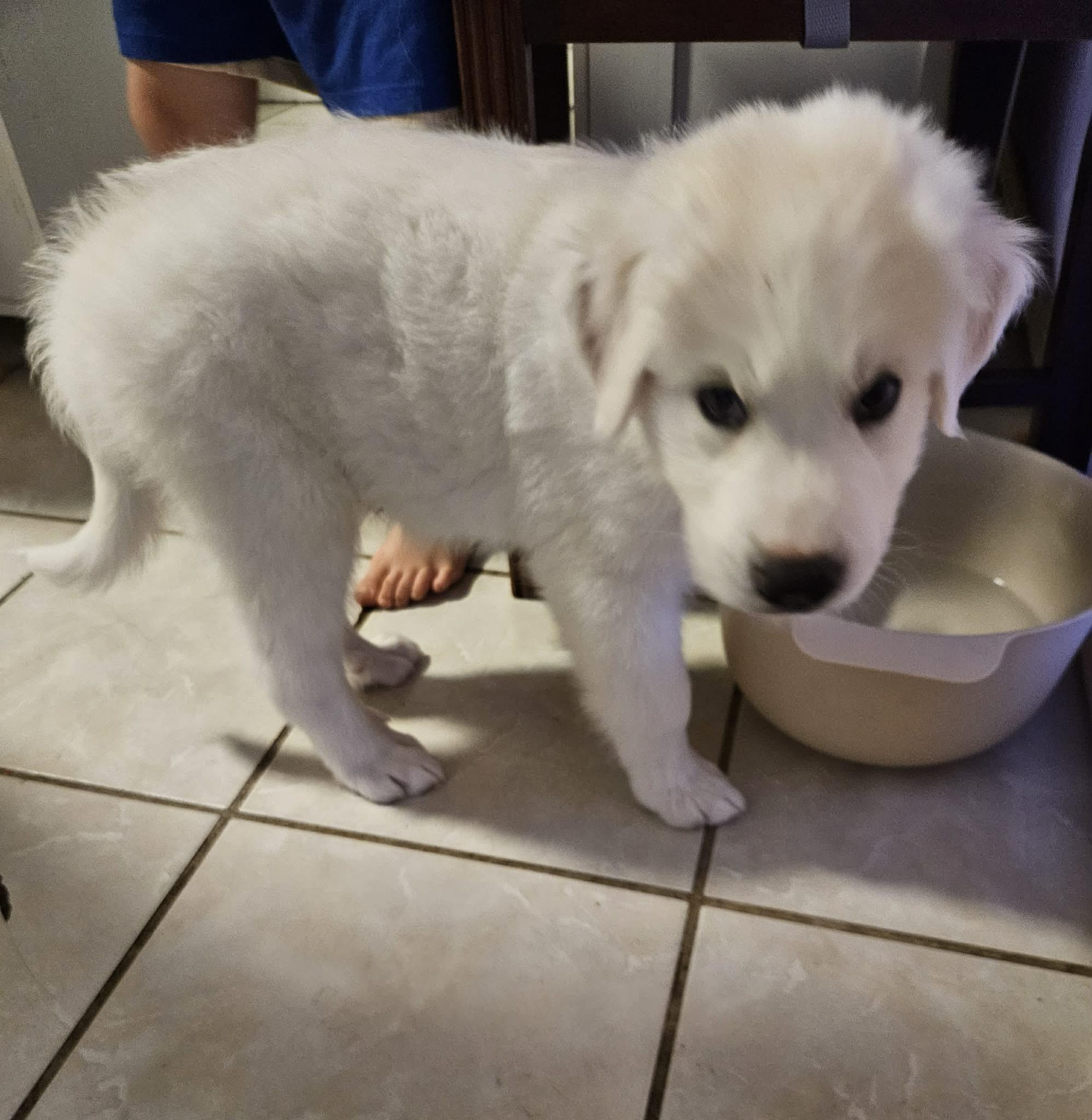 Paddington, an adopted mixed breed in Wando, SC image 3/6