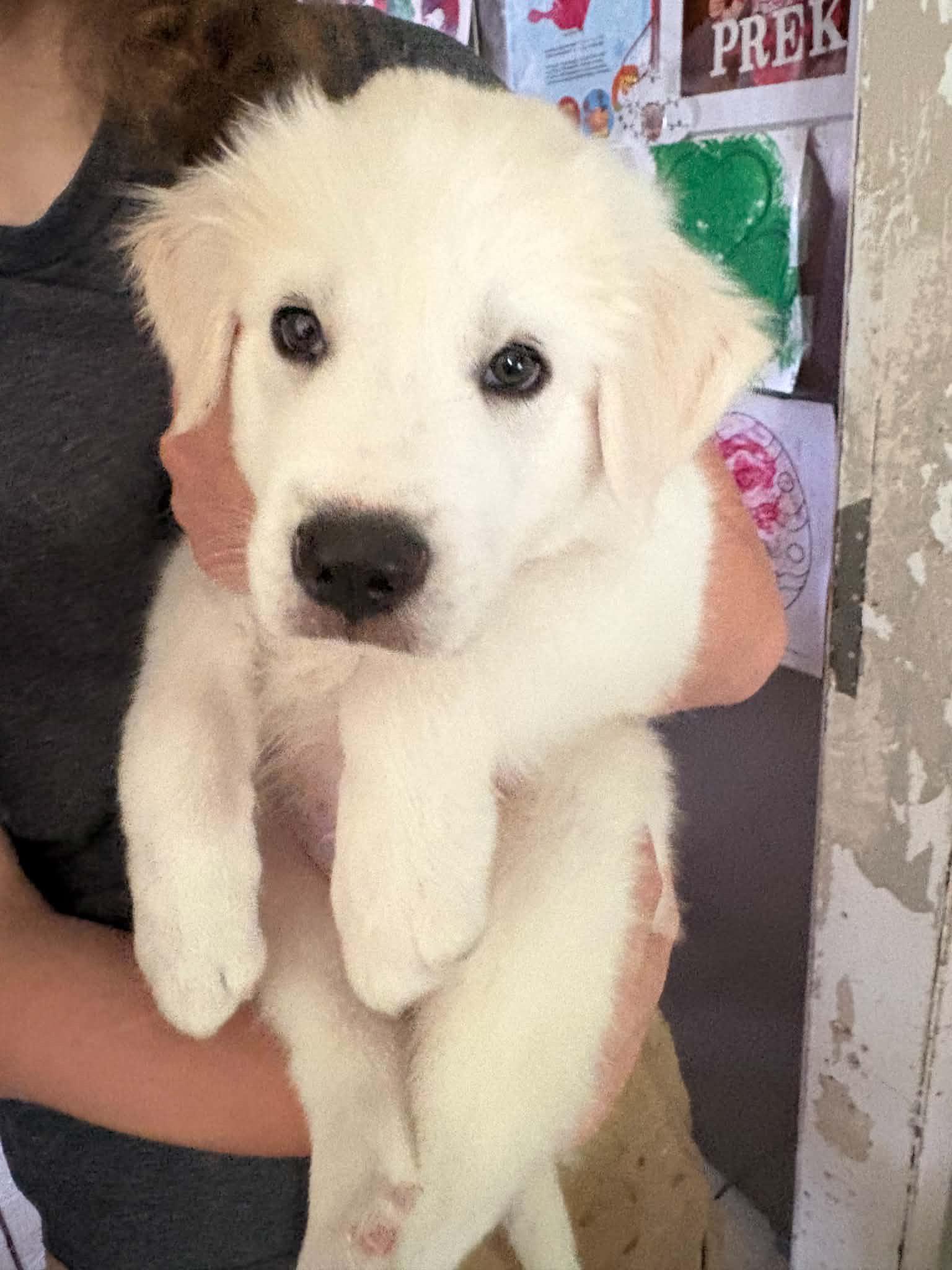 Paddington, an adopted mixed breed in Wando, SC image 2/6