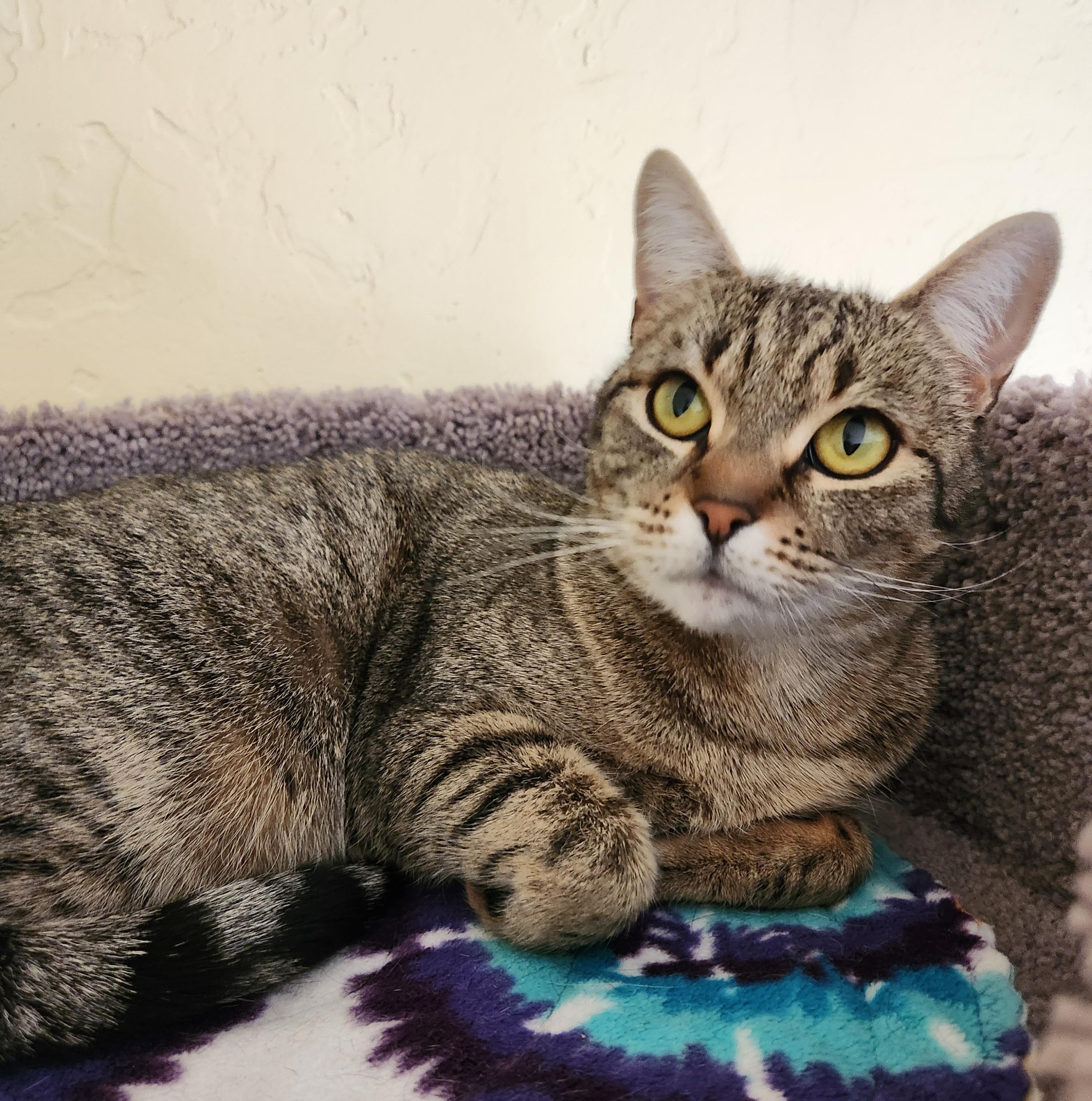 Enlarge BONNIE, a Adoptable Domestic Short Hair in Prescott, AZ image 5/5