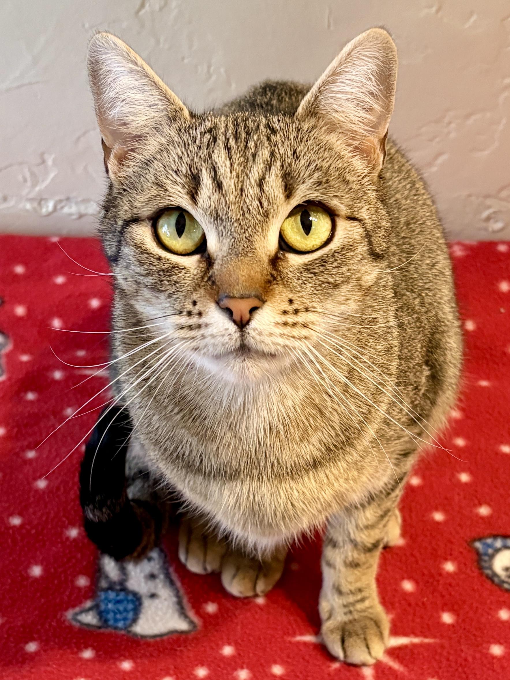 Enlarge BONNIE, a Adoptable Domestic Short Hair in Prescott, AZ image 2/5