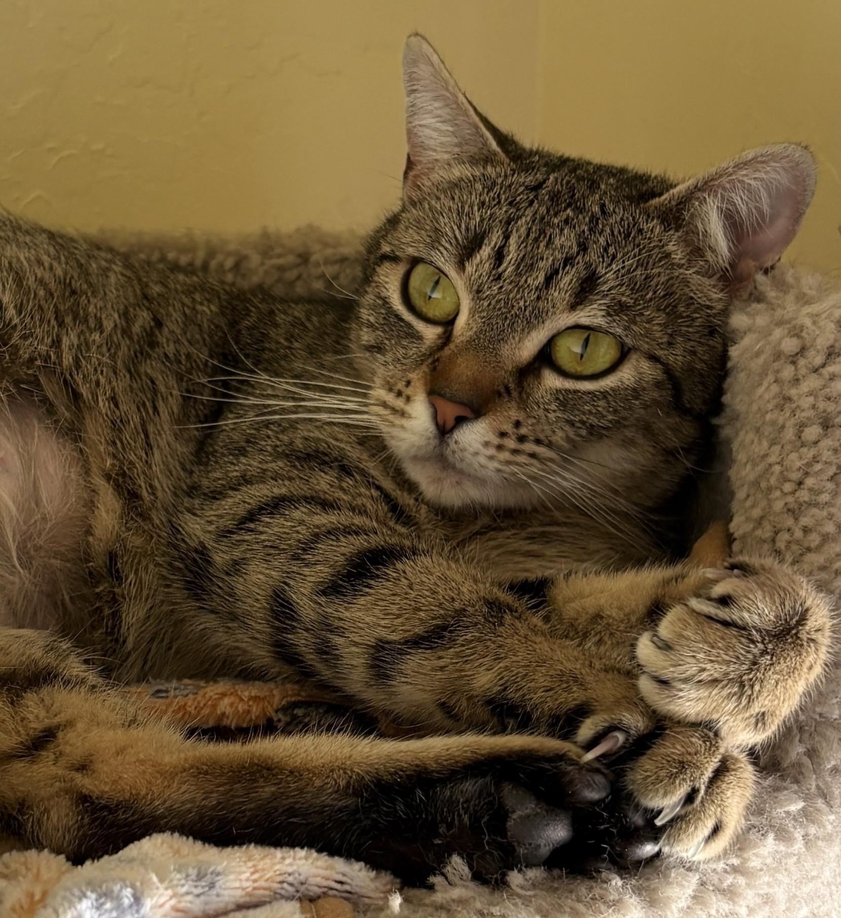 Enlarge BONNIE, a Adoptable Domestic Short Hair in Prescott, AZ image 3/5