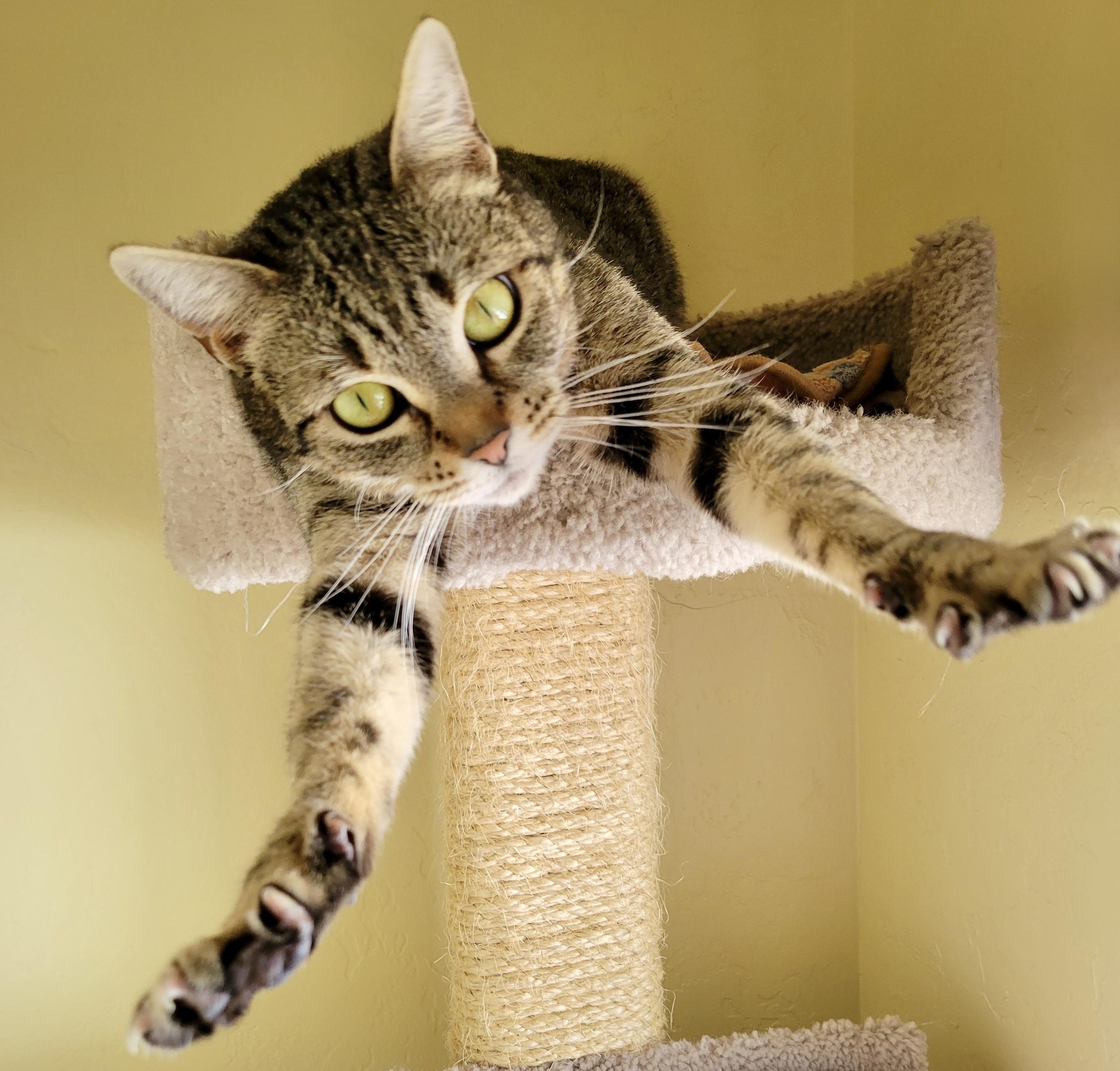 BONNIE, Adoptable, Adult Female Domestic Short Hair.