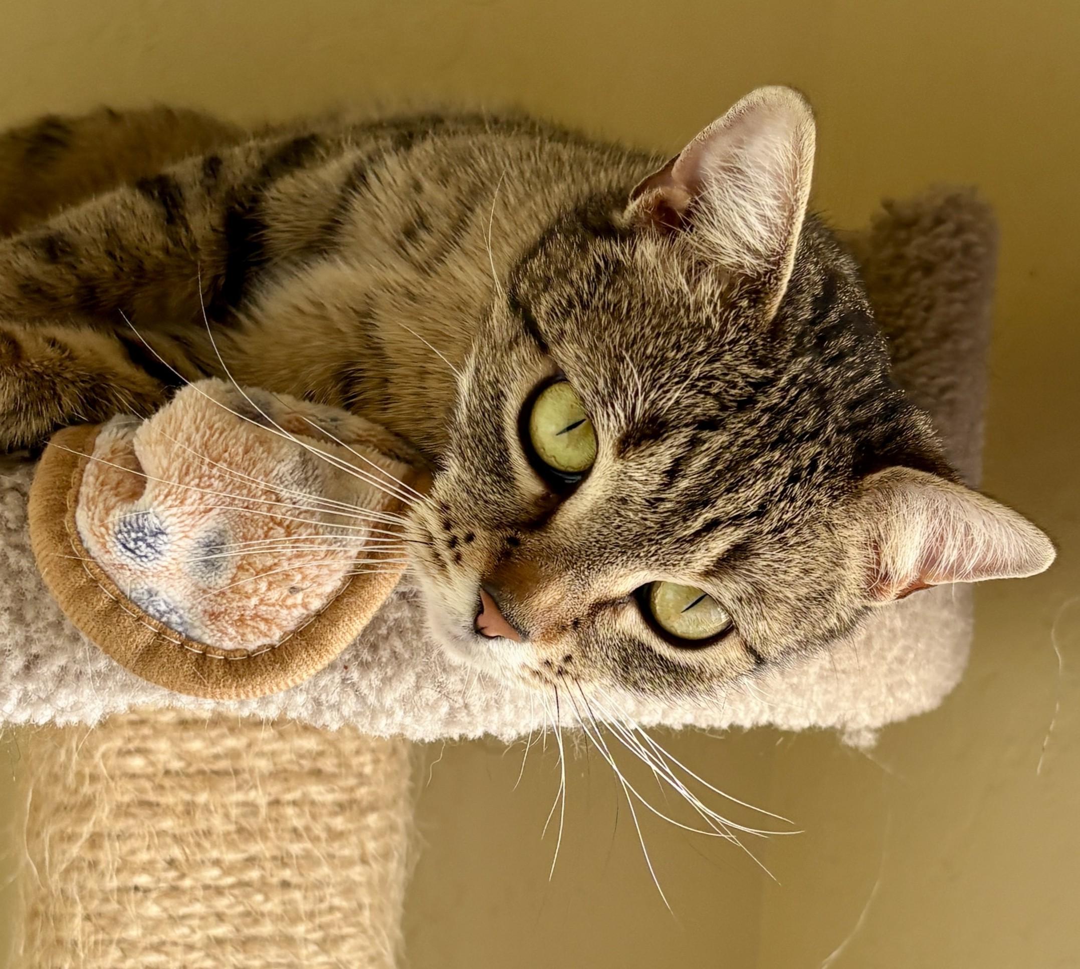 Enlarge BONNIE, a Adoptable Domestic Short Hair in Prescott, AZ image 4/5