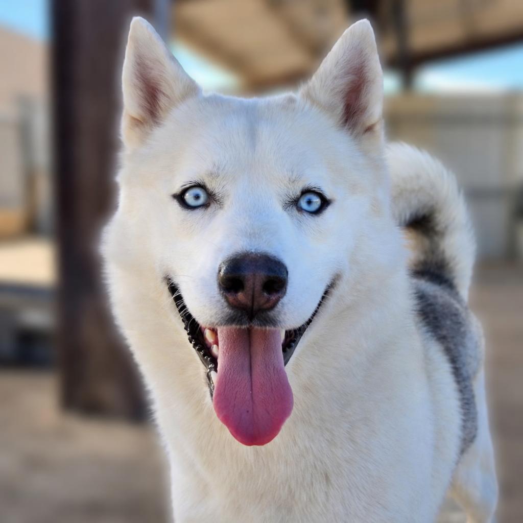 Takoda, Adoptable, Adult Male Husky.