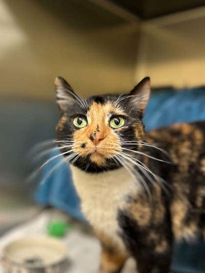 Enlarge Chessie, a Adoptable mixed breed in Munster, IN image 1/1