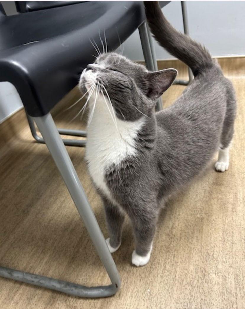 Lucy, Adoptable, Adult Female Domestic Short Hair.