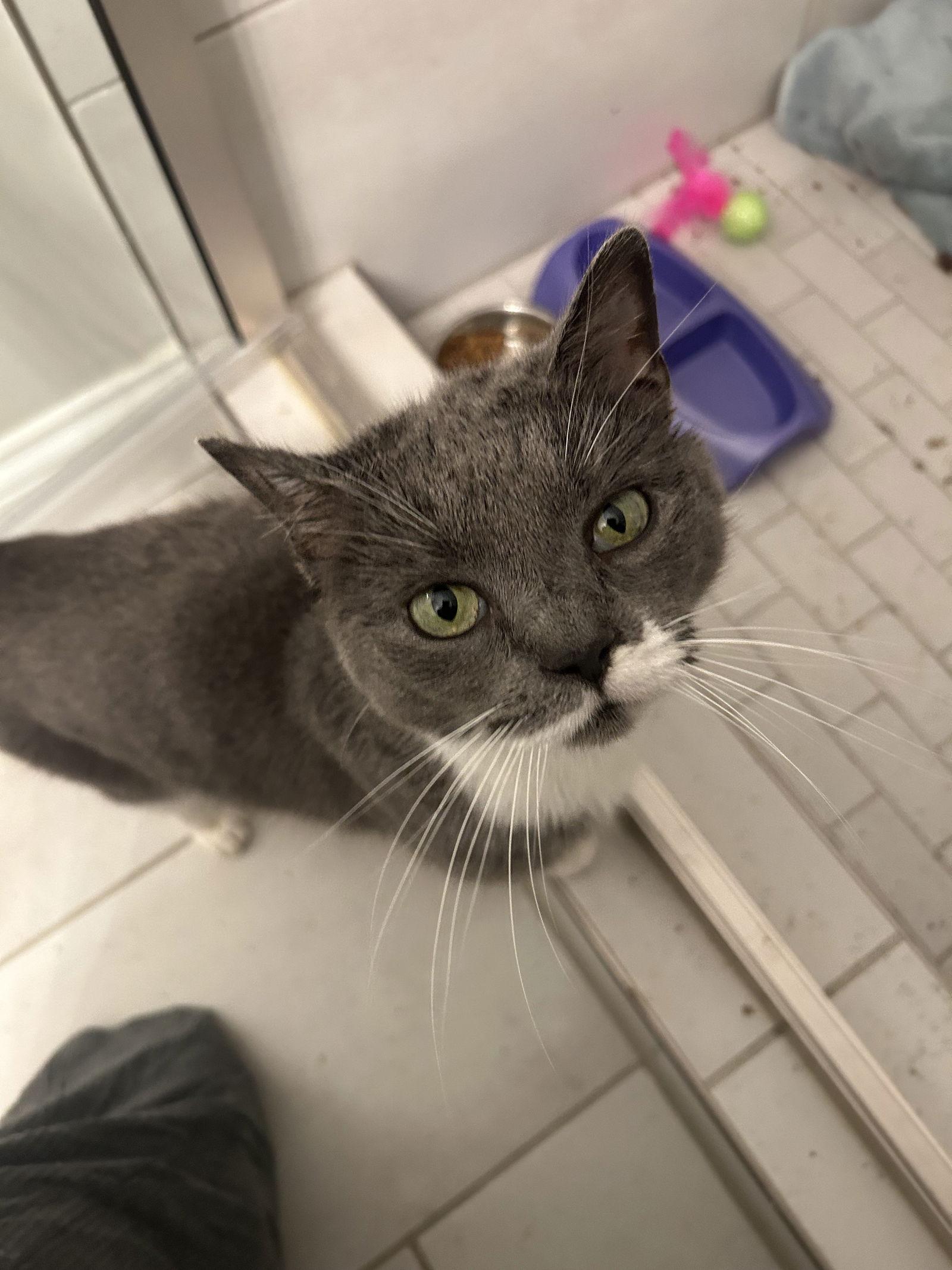 Lucy, a Adoptable Domestic Short Hair in Cincinnati, OH image 2/3