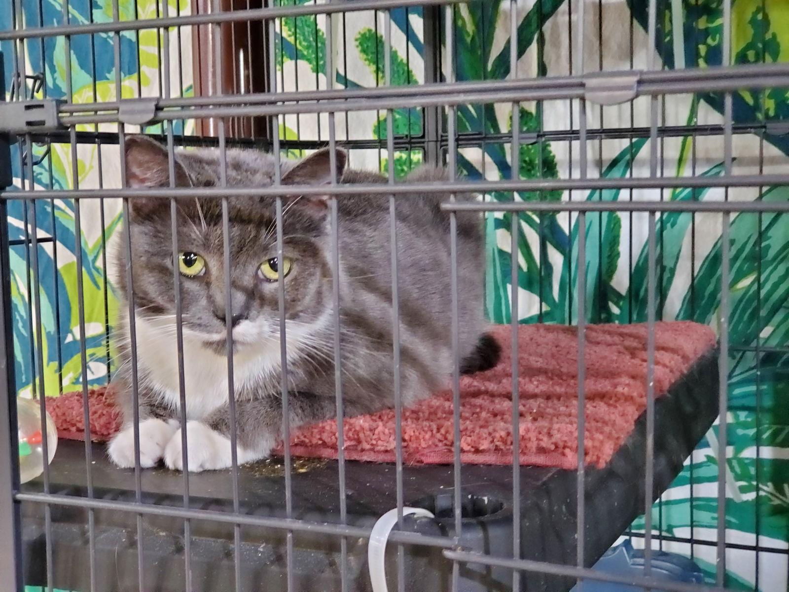 Lucy, a Adoptable Domestic Short Hair in Cincinnati, OH image 3/3