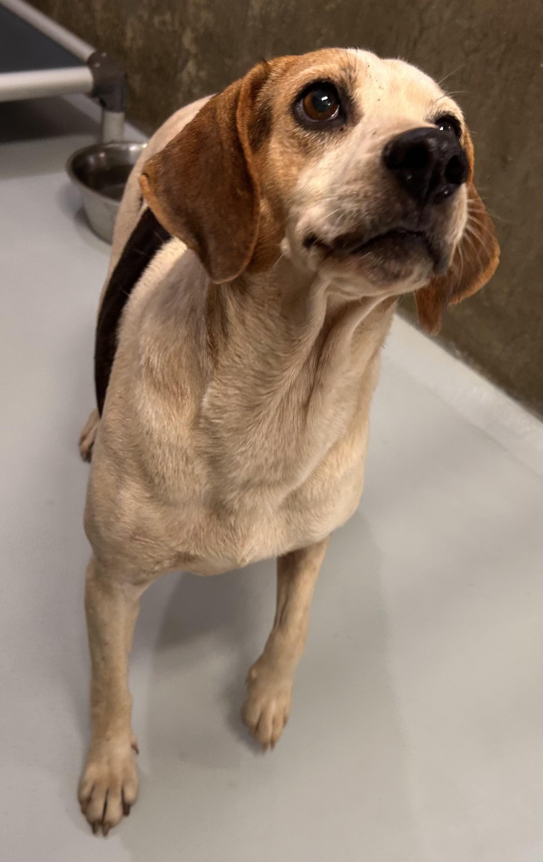 Lady, adopted, Adult Female Hound.