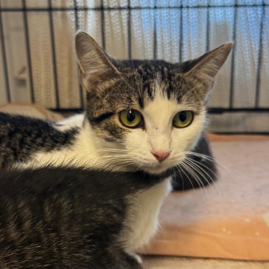 Harley, Adoptable, Young Female Domestic Short Hair.