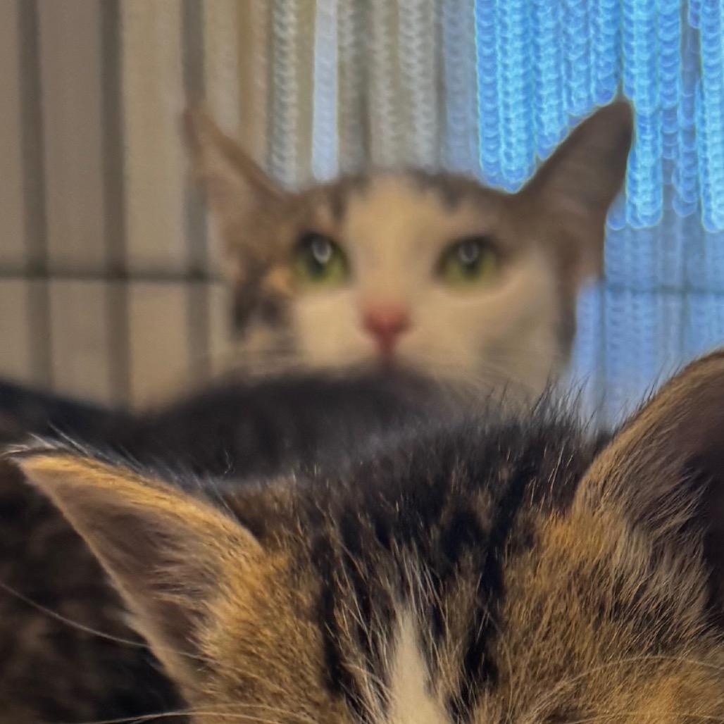 Enlarge Harley, a Adoptable Domestic Short Hair in Clarksdale, MS image 2/3