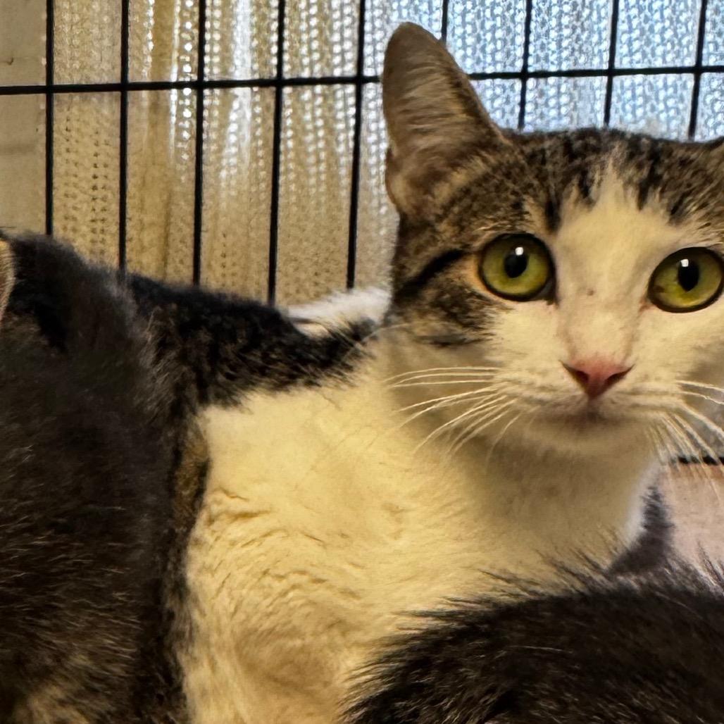 Enlarge Harley, a Adoptable Domestic Short Hair in Clarksdale, MS image 3/3