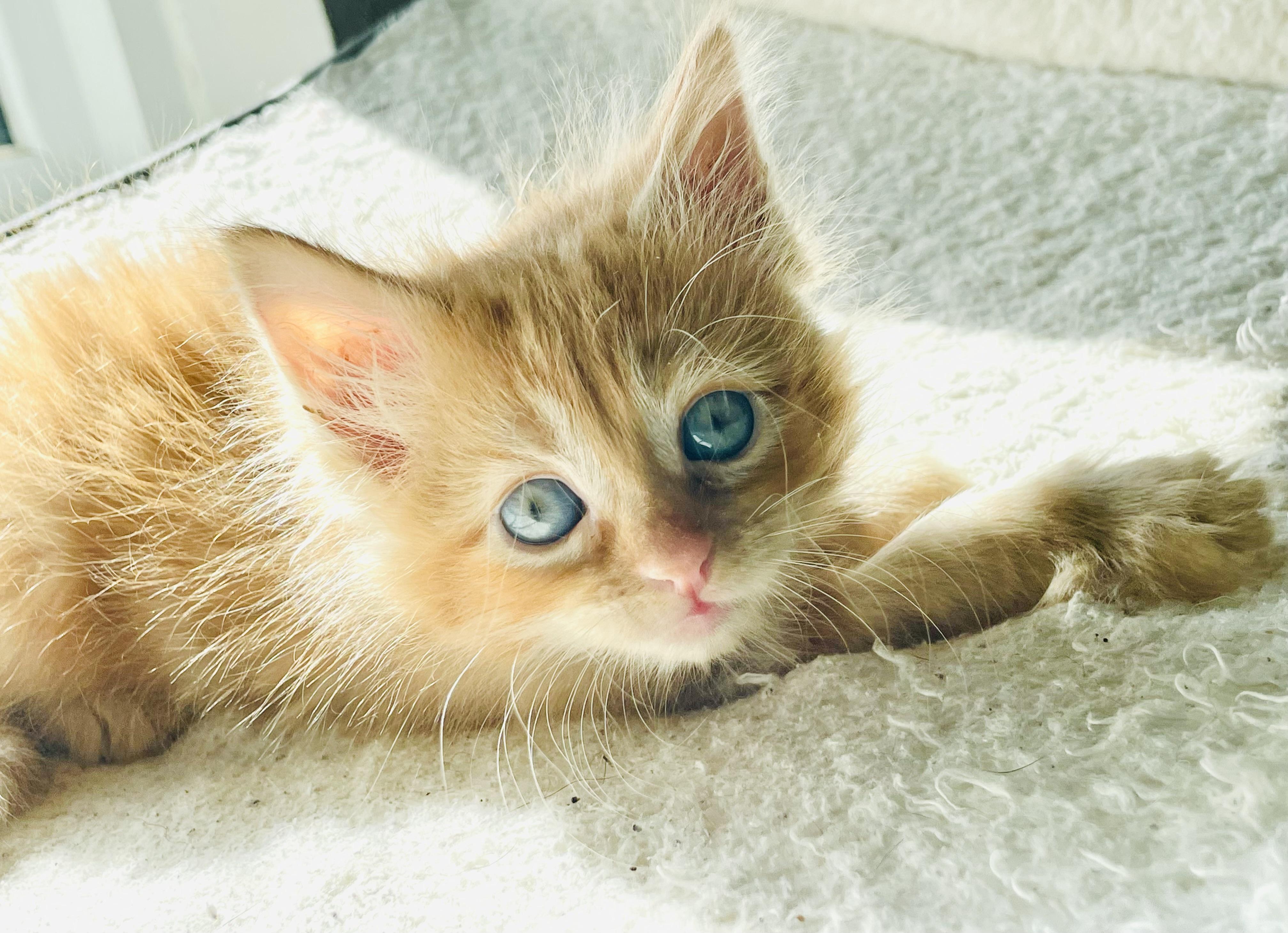 Tillie, adopted, Kitten Female American Shorthair.