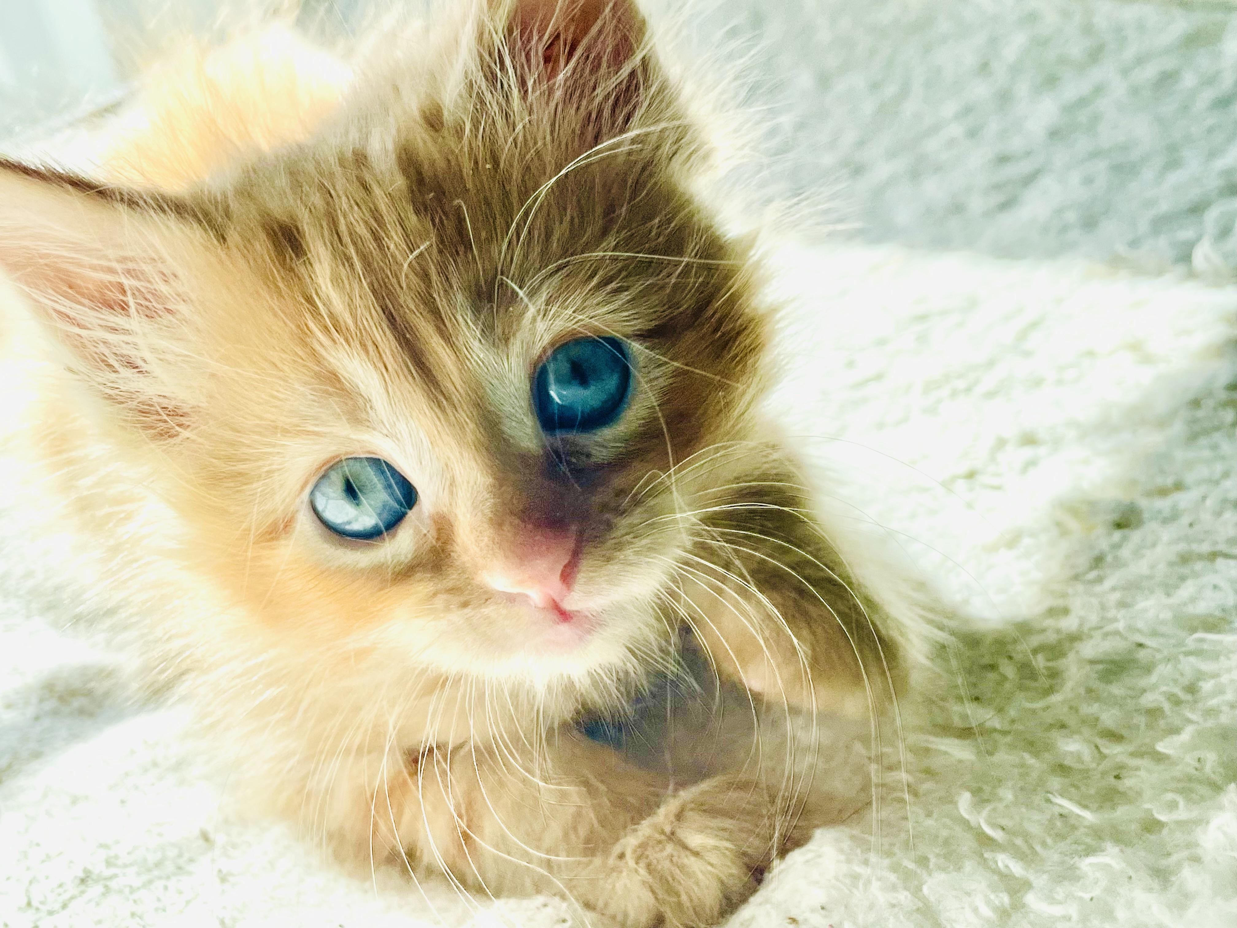 Enlarge Tillie, an adopted American Shorthair in Arlington, TX image 2/3