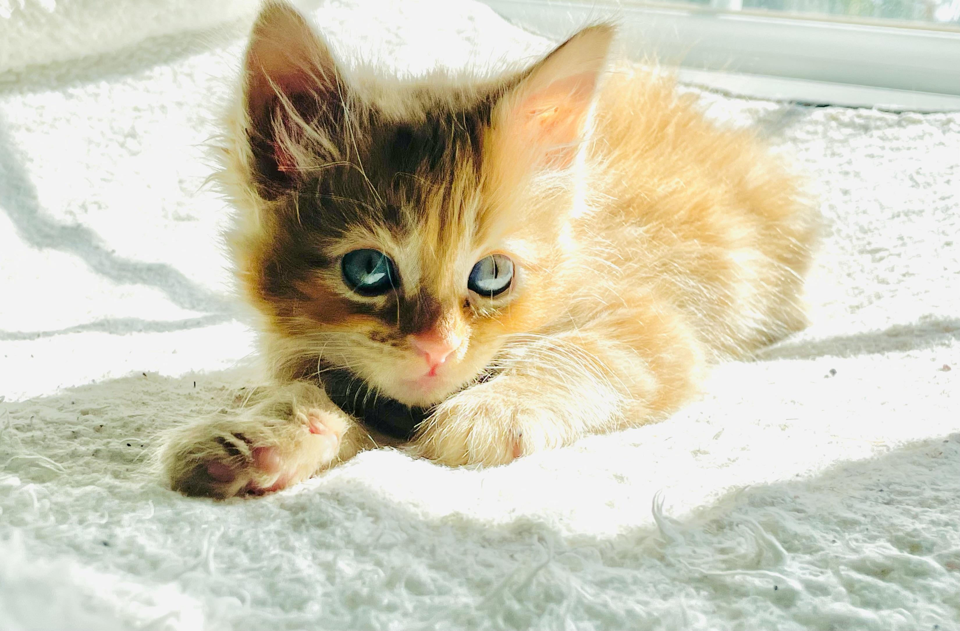 Enlarge Tillie, an adopted American Shorthair in Arlington, TX image 3/3