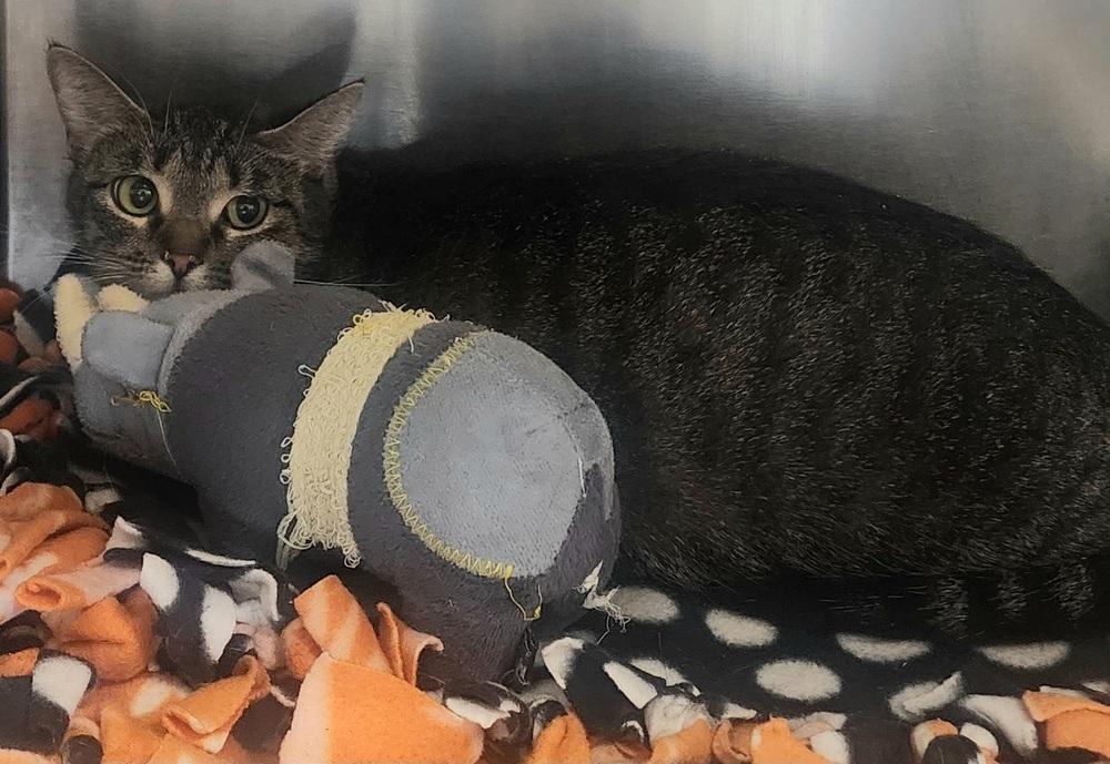 Enlarge Baby, a Adoptable Domestic Short Hair in Anoka, MN image 1/2