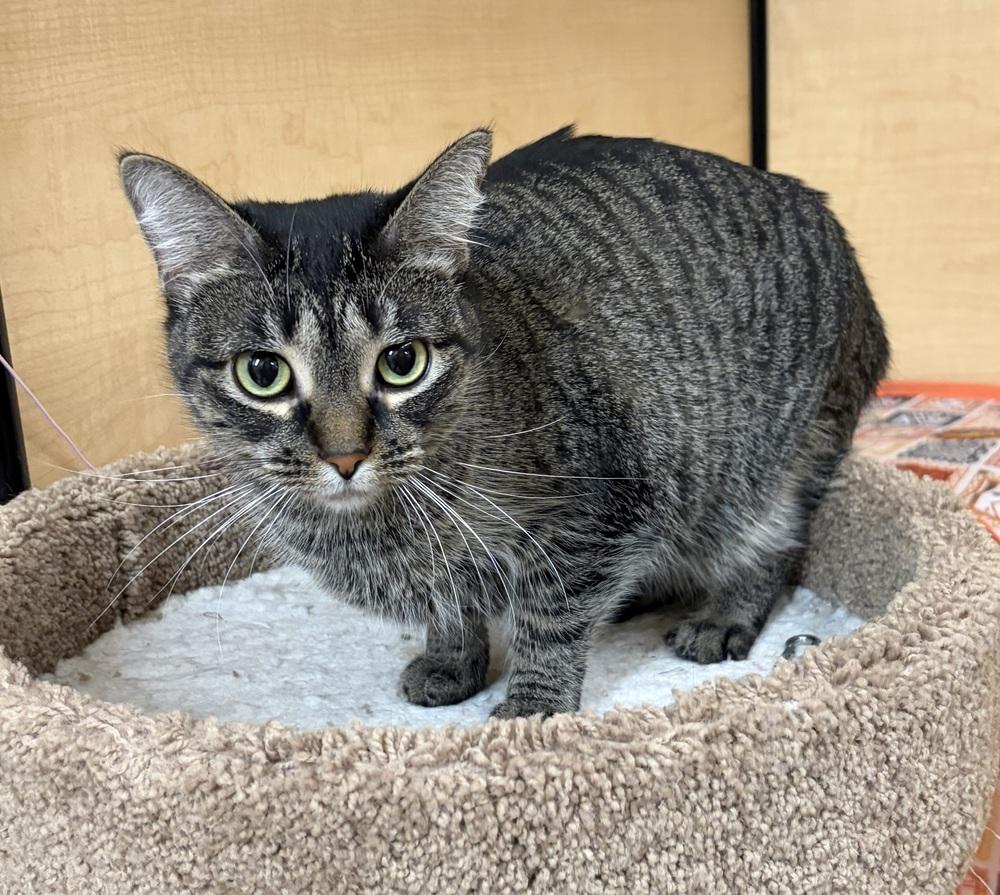 Baby, a Adoptable Domestic Short Hair in Anoka, MN image 2/3