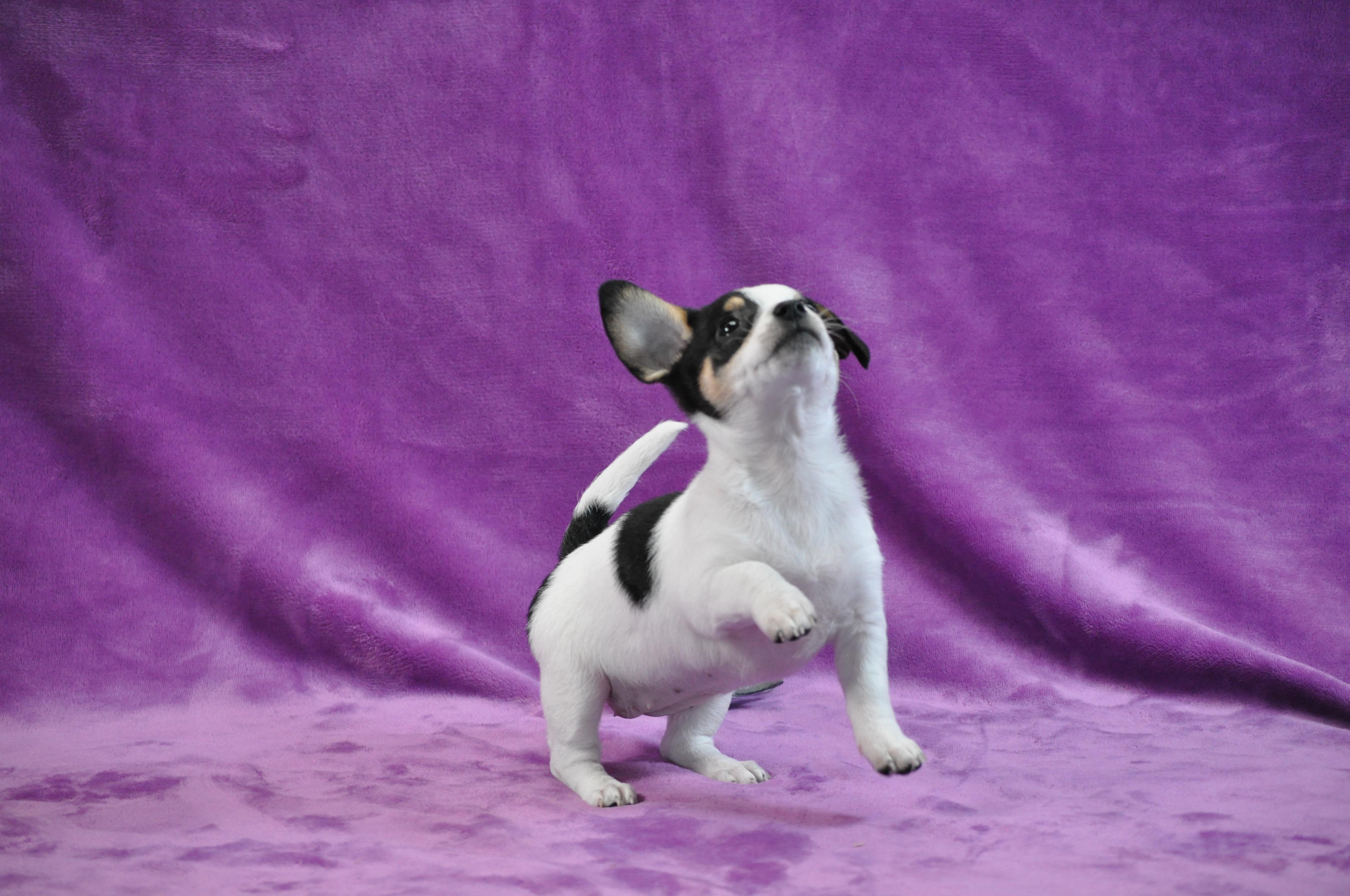 Enlarge Maude, an adopted mixed breed in Union Gap, WA image 4/6