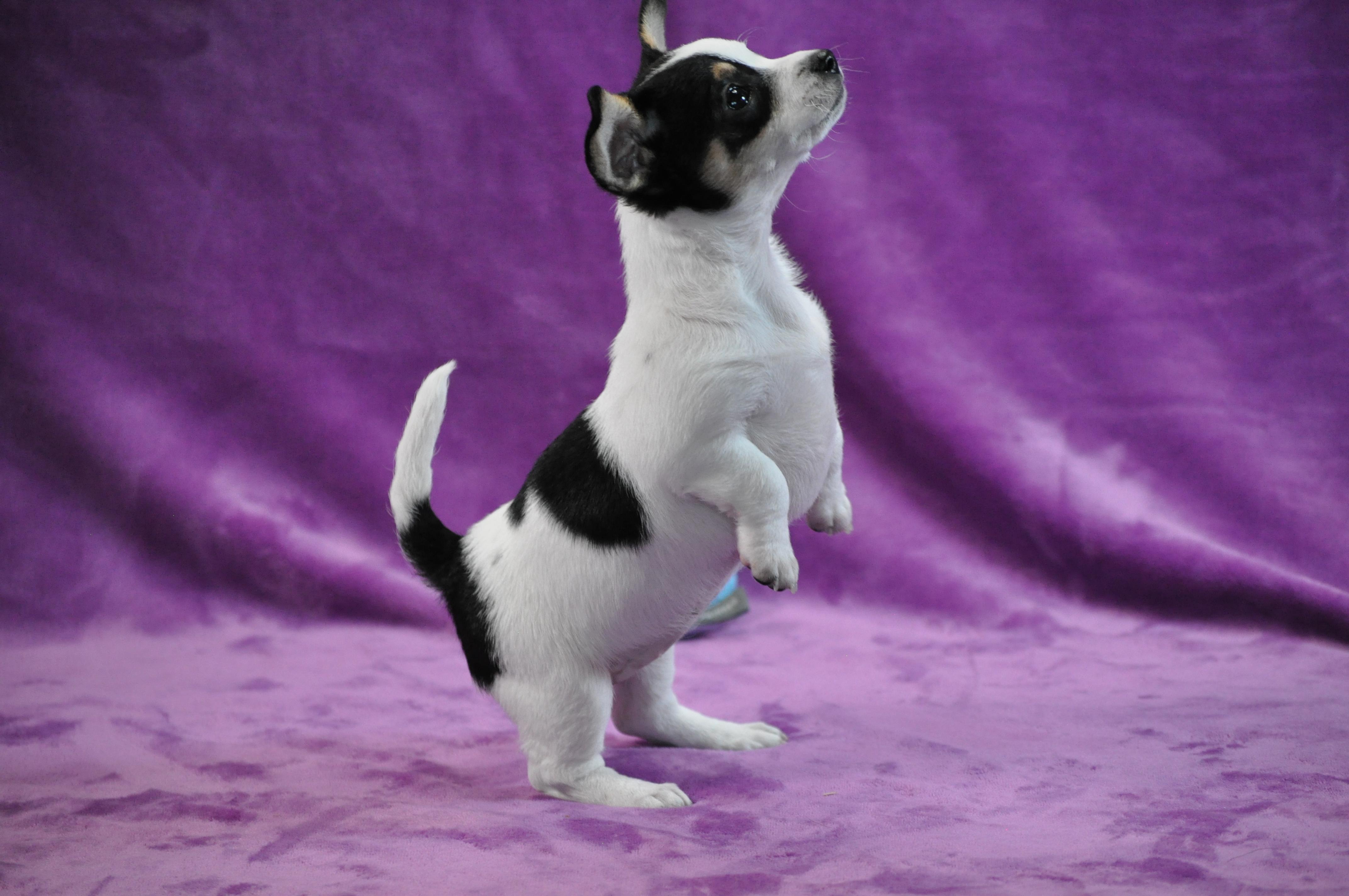 Enlarge Maude, an adopted mixed breed in Union Gap, WA image 3/6