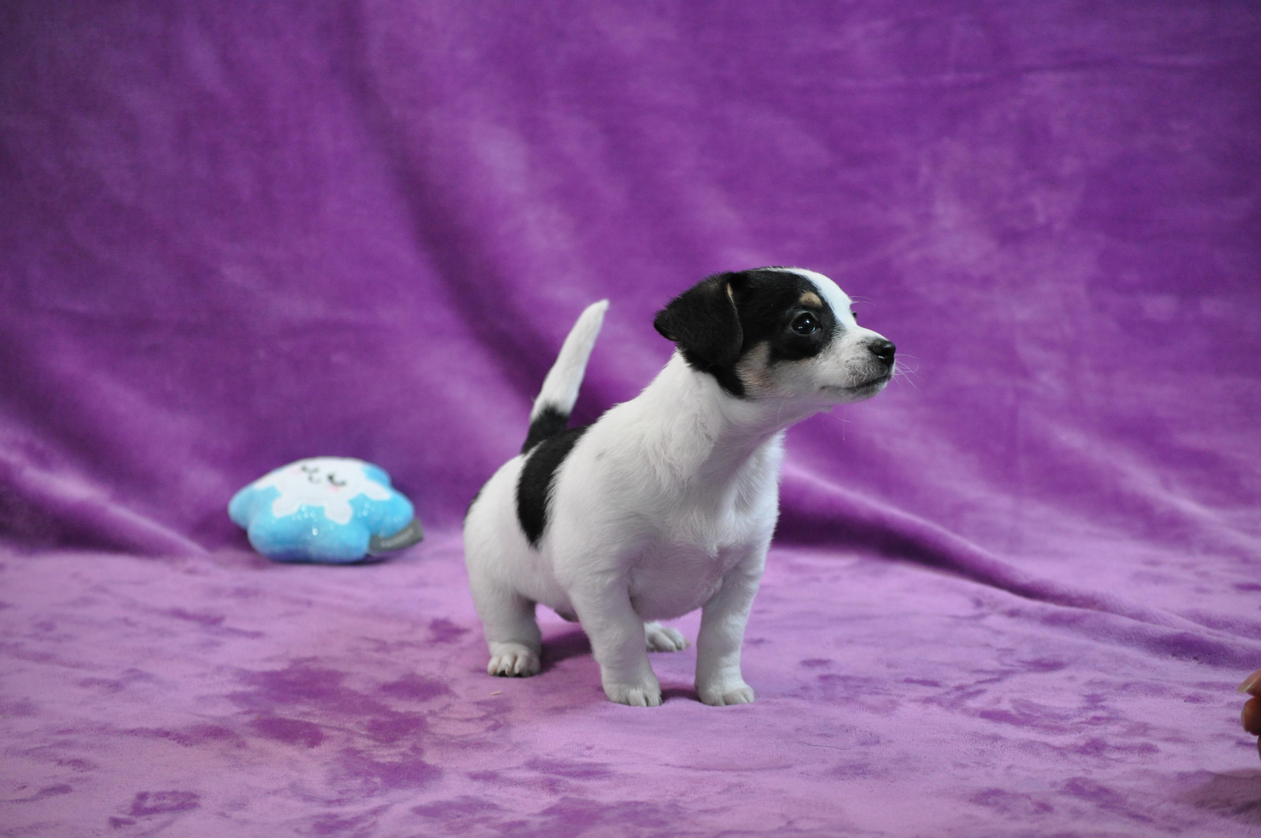 Enlarge Maude, an adopted mixed breed in Union Gap, WA image 5/6