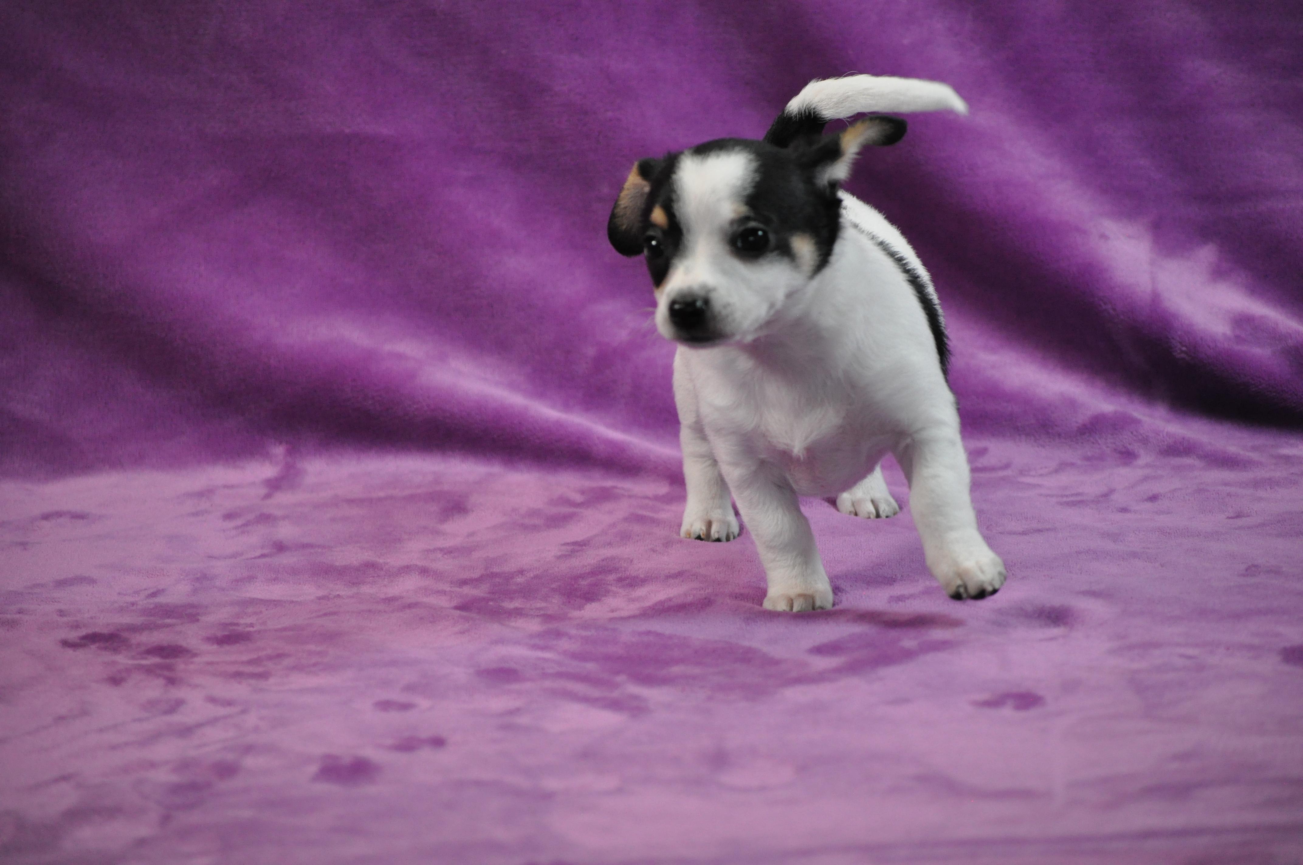 Enlarge Maude, an adopted mixed breed in Union Gap, WA image 6/6