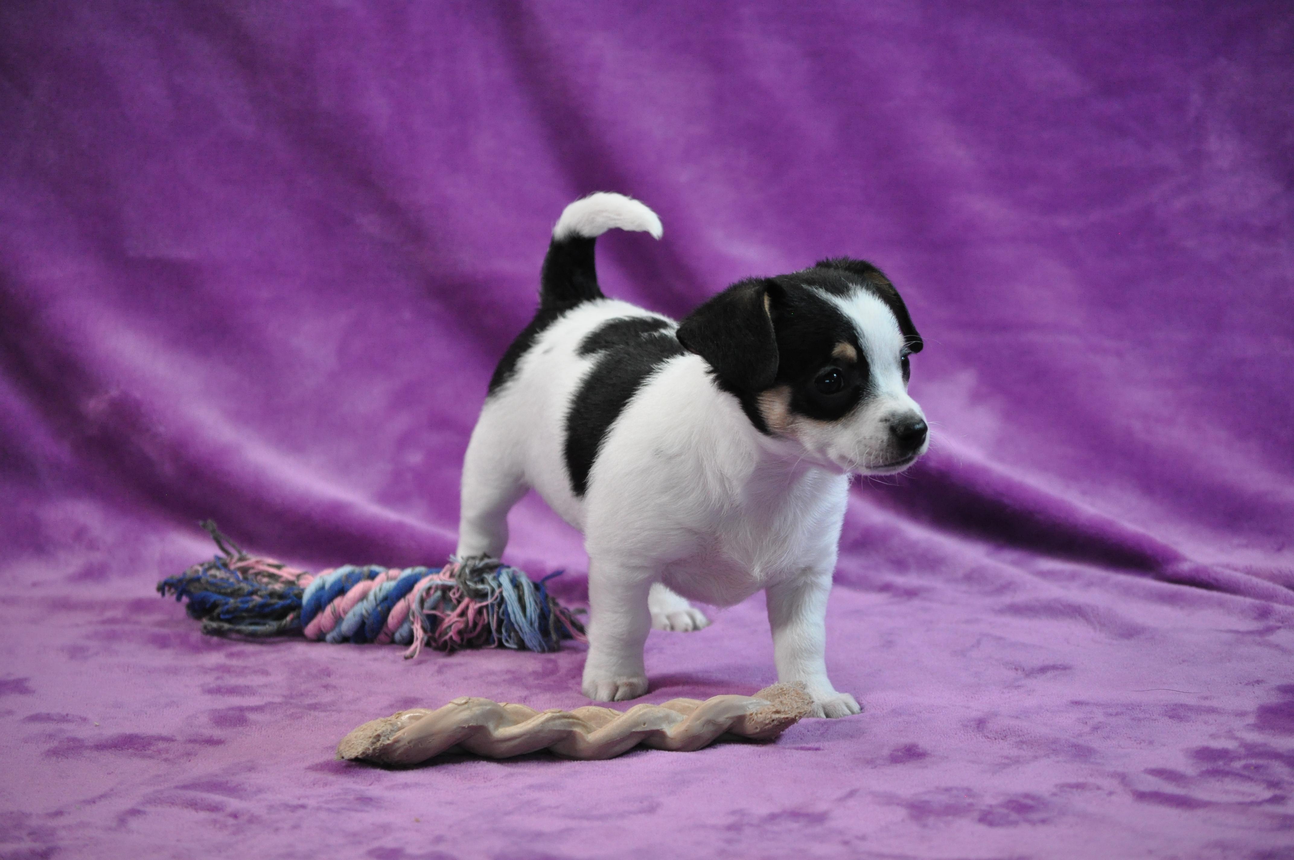 Enlarge Maude, an adopted mixed breed in Union Gap, WA image 2/6